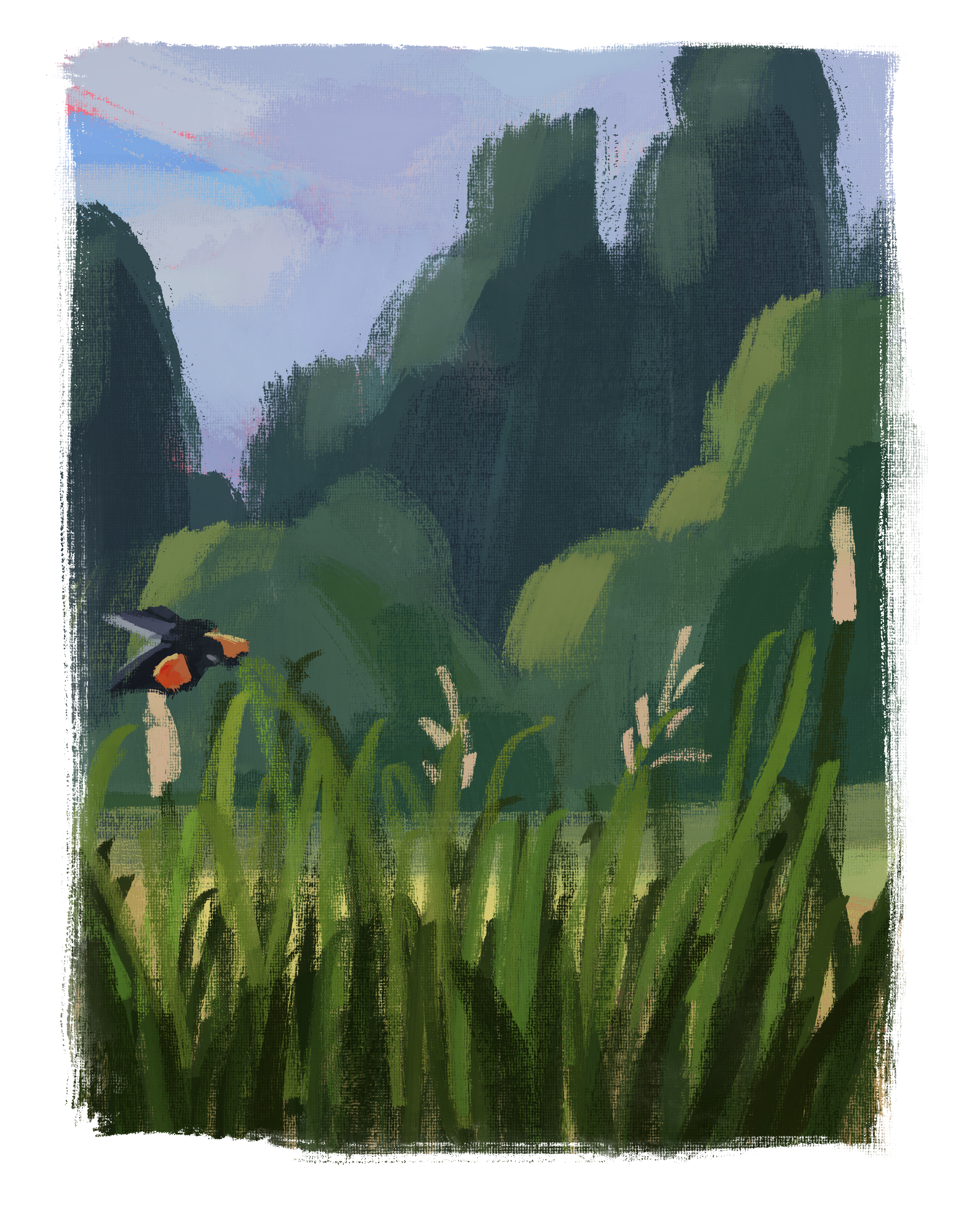 6-30-25_Red_Winged_Blackbird.png