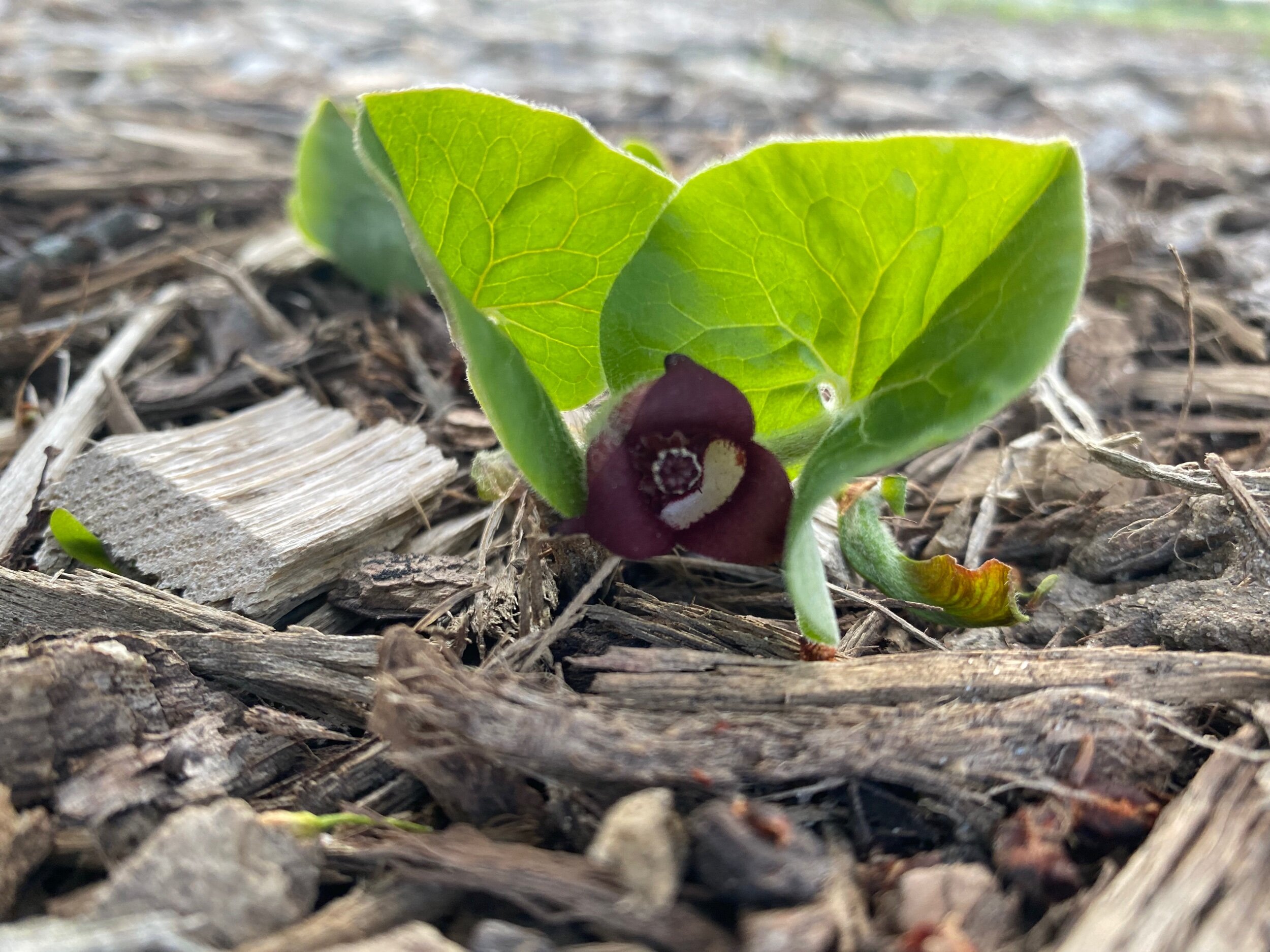 Wild Ginger - Asarum canadense