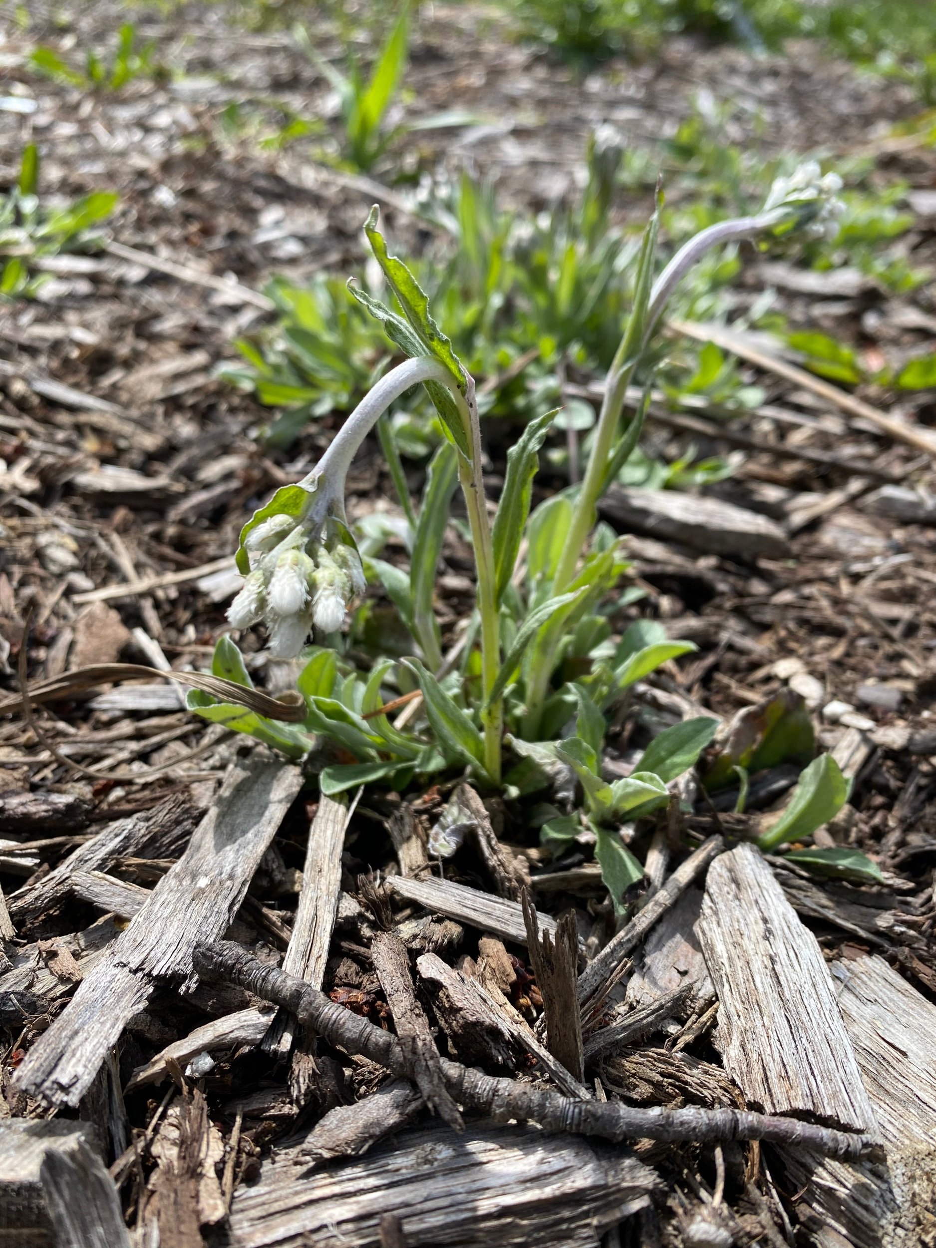 Prairie Pussytoes - Antennaria neglecta