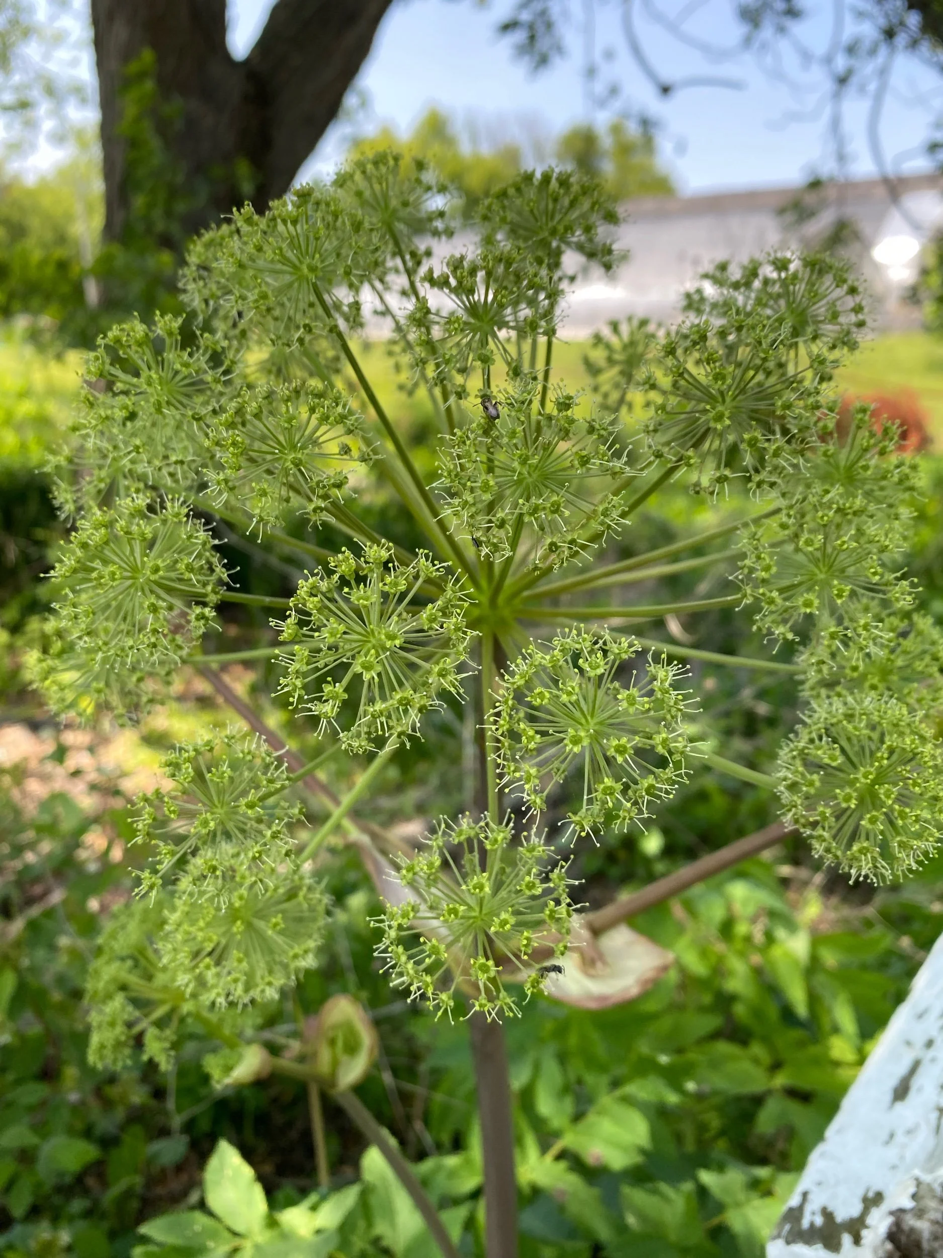 Great Angelica - Angelica atropurpurea