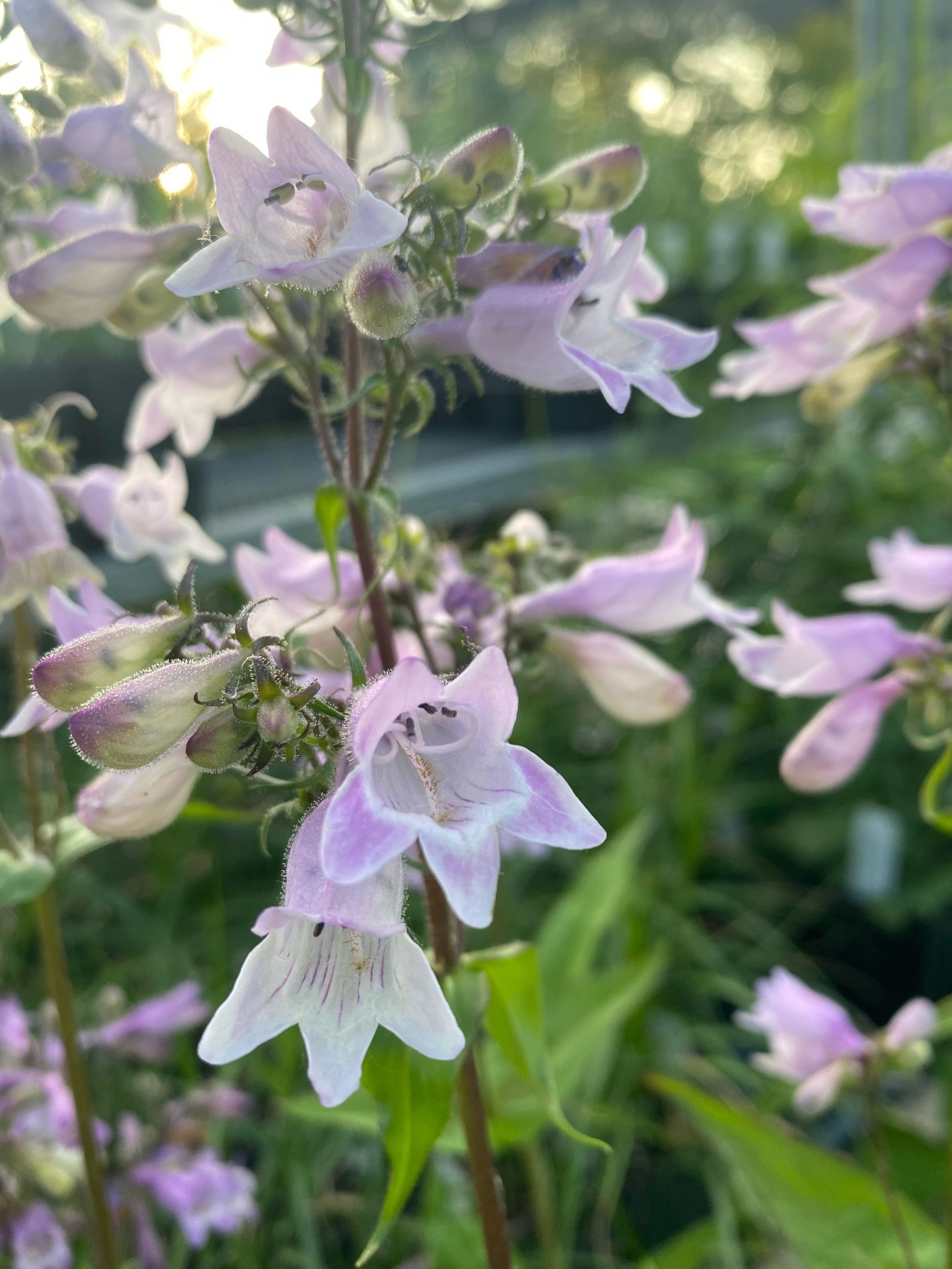 Calico Beardtongue - Penstemon calycosus