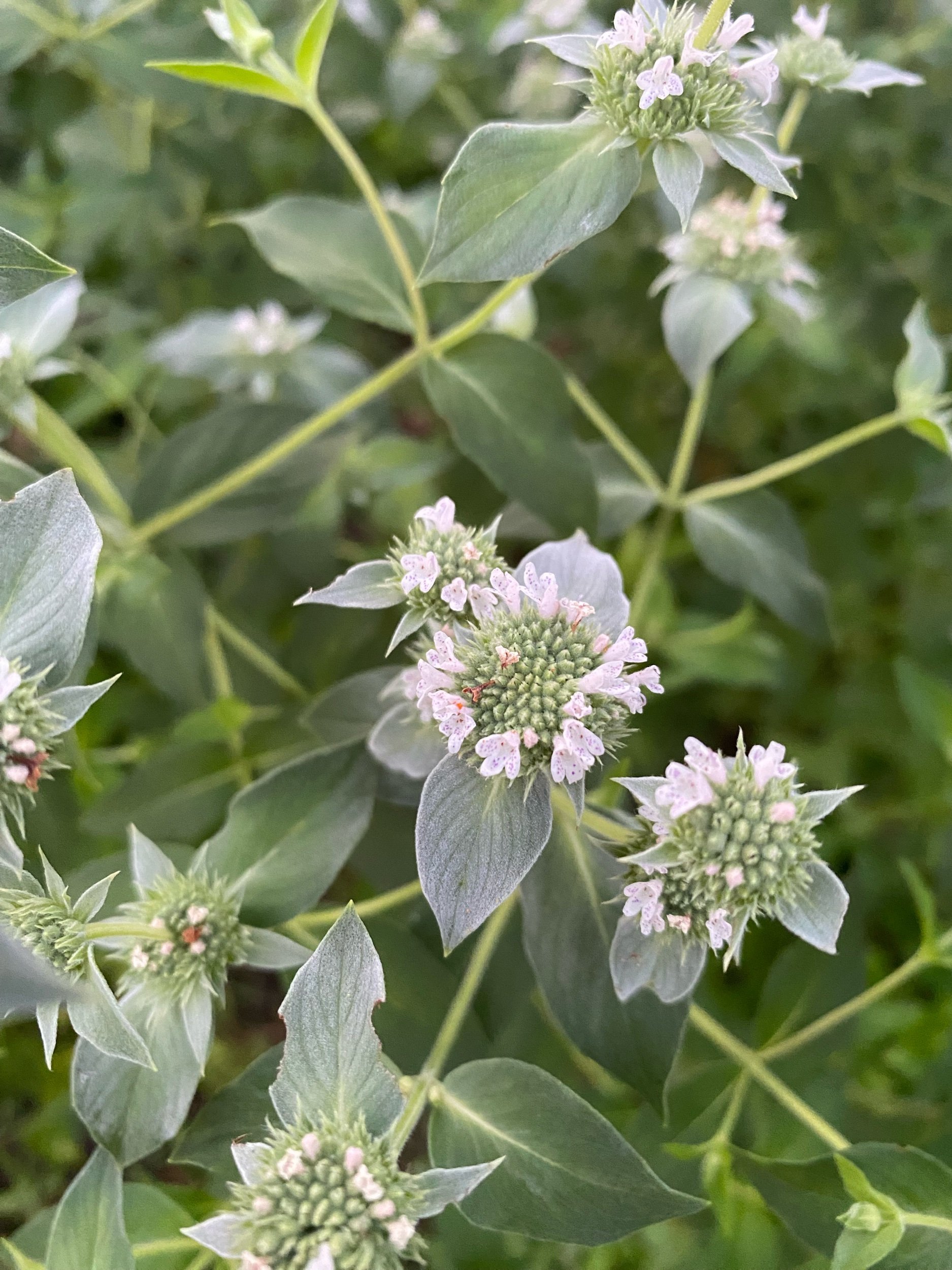 Clustered Mountain Mint - Pycnanthemum muticum