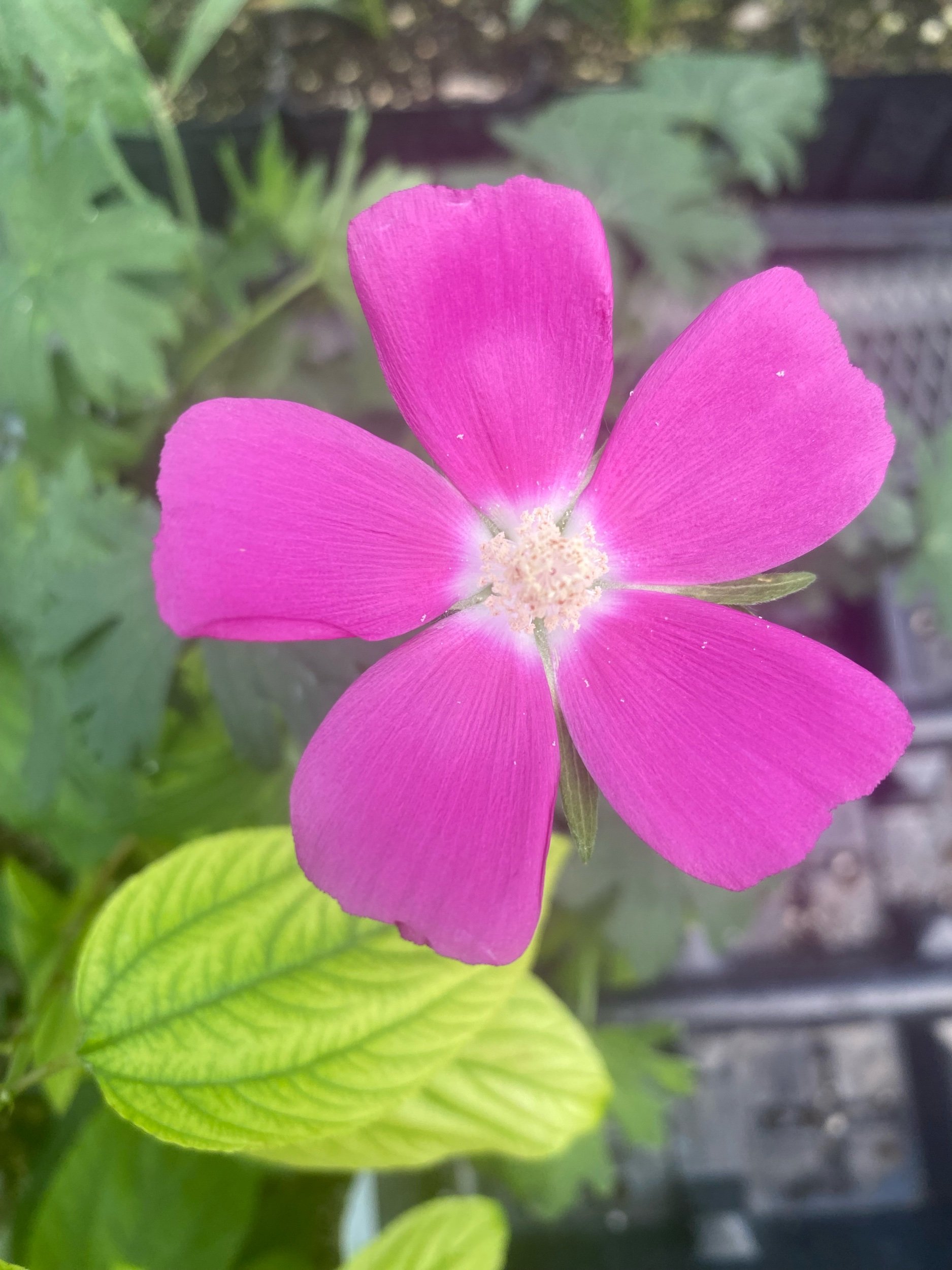 Purple Poppy Mallow - Callirhoe involucrata