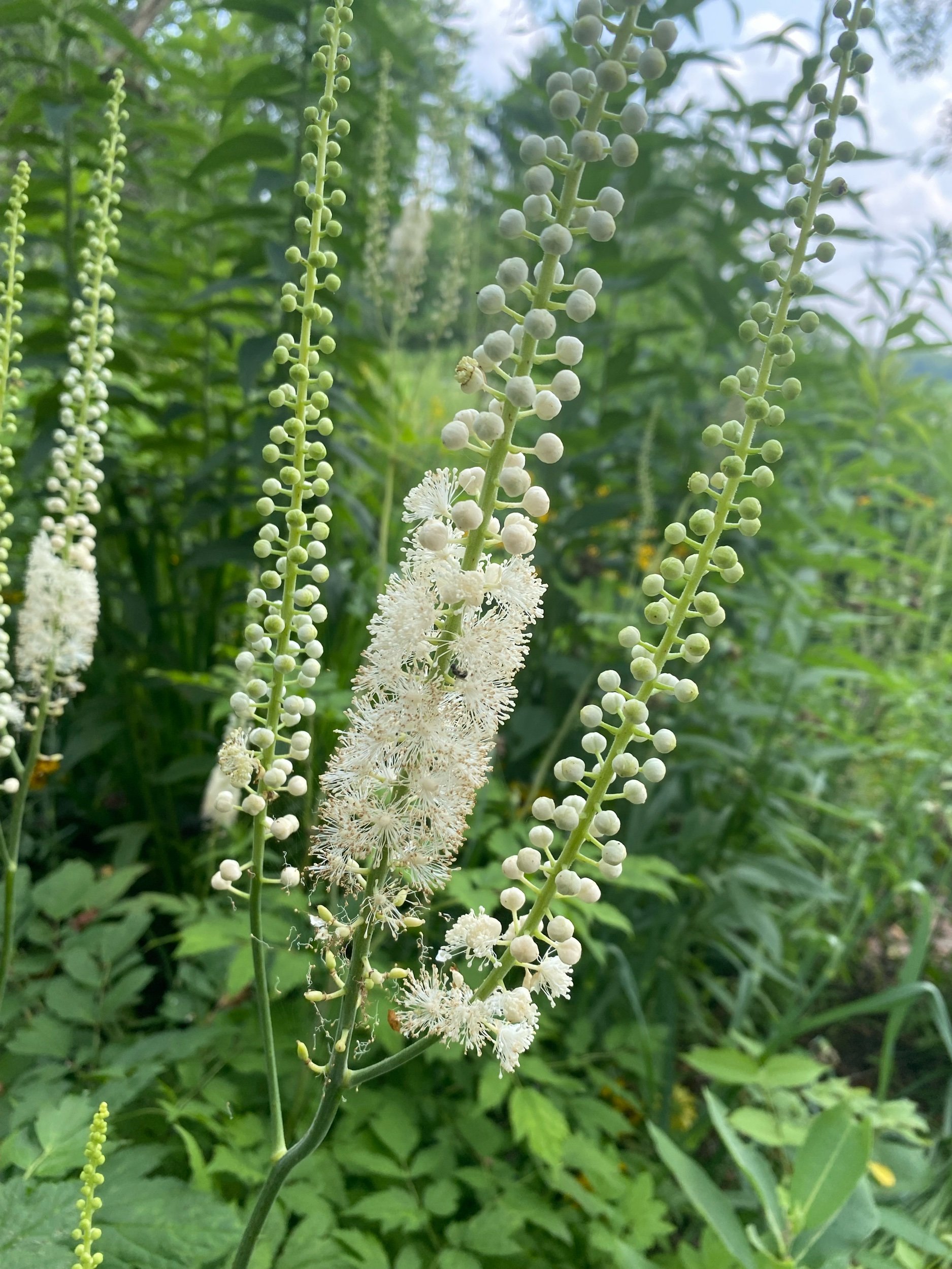 Black Cohosh - Cimicifuga racemosa