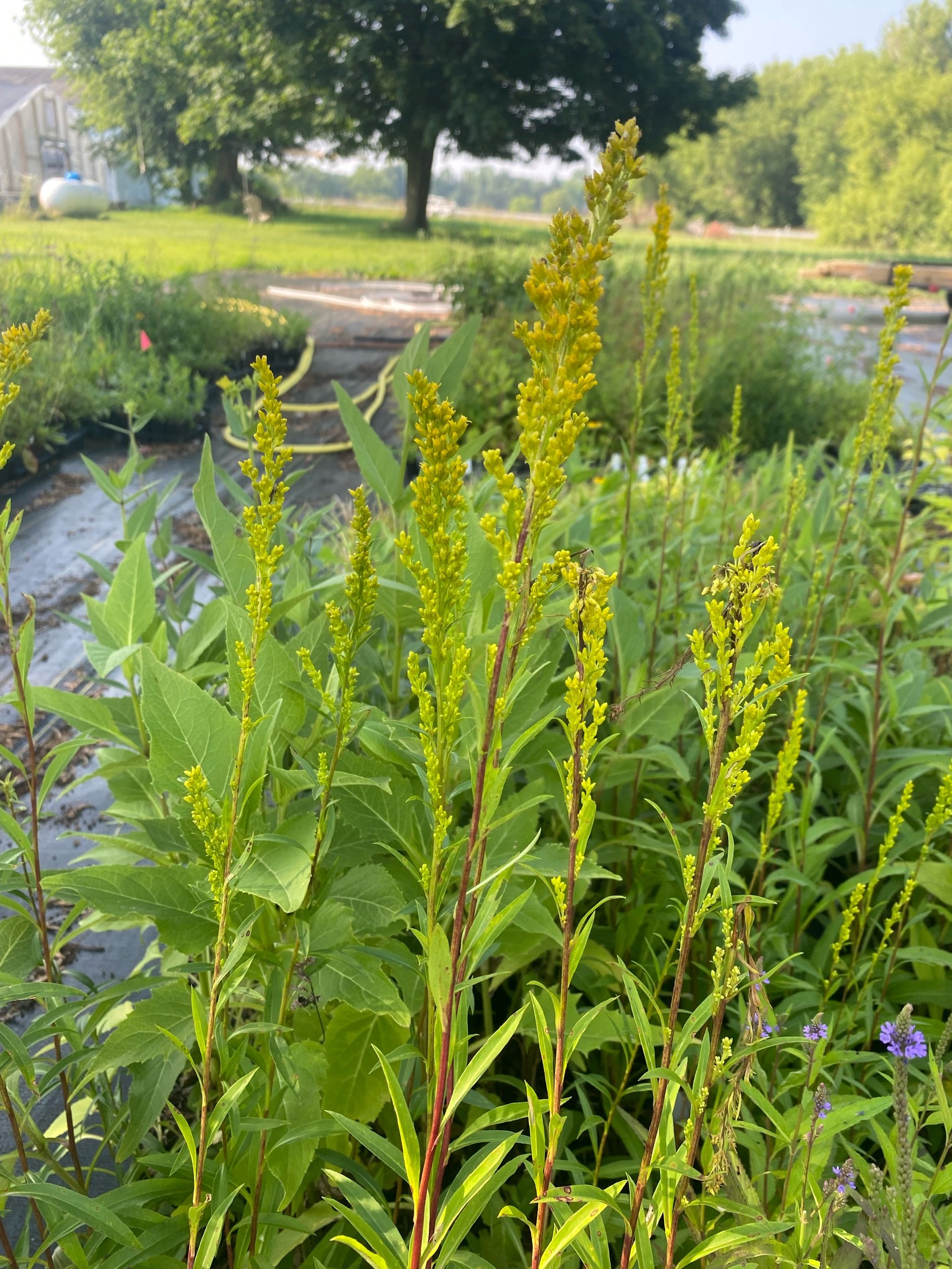 Bog Goldenrod - Solidago uliginosa