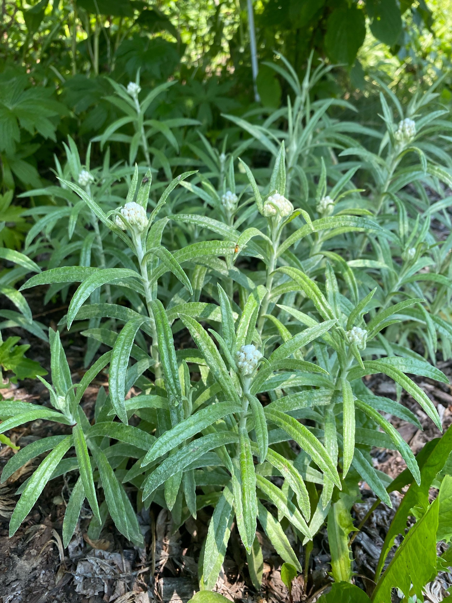 Pearly Everlasting - Anaphalis margaritacea