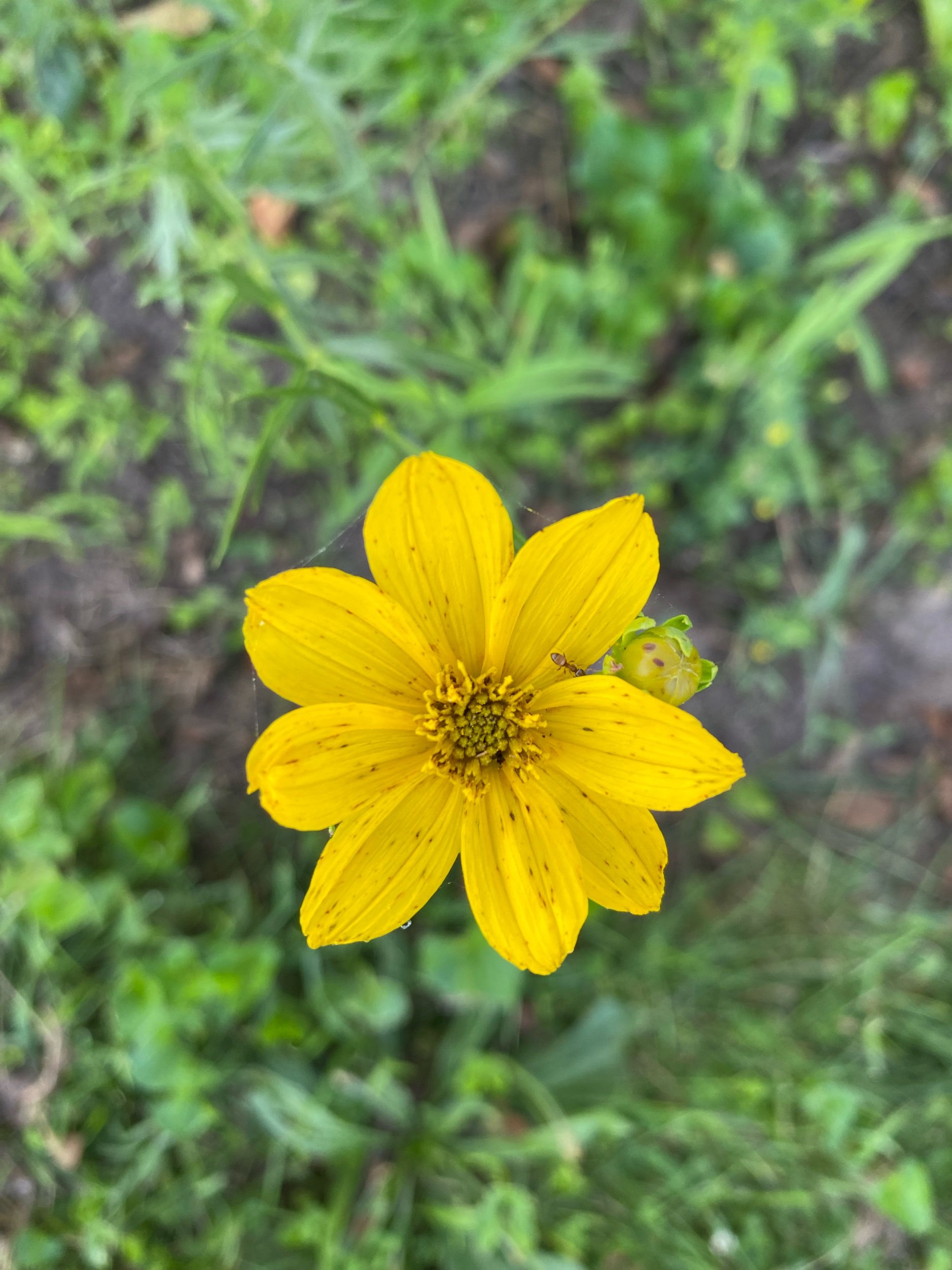 Prairie Coreopsis - Coreopsis palmata