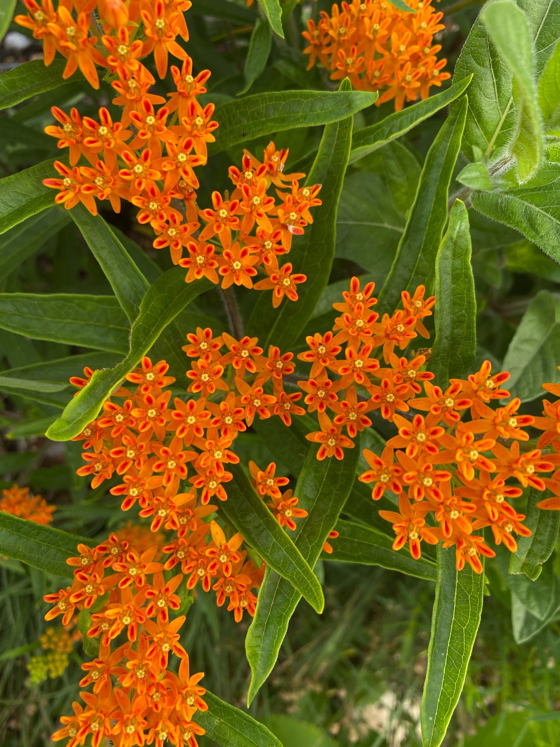 Butterfly Weed - Asclepias tuberosa