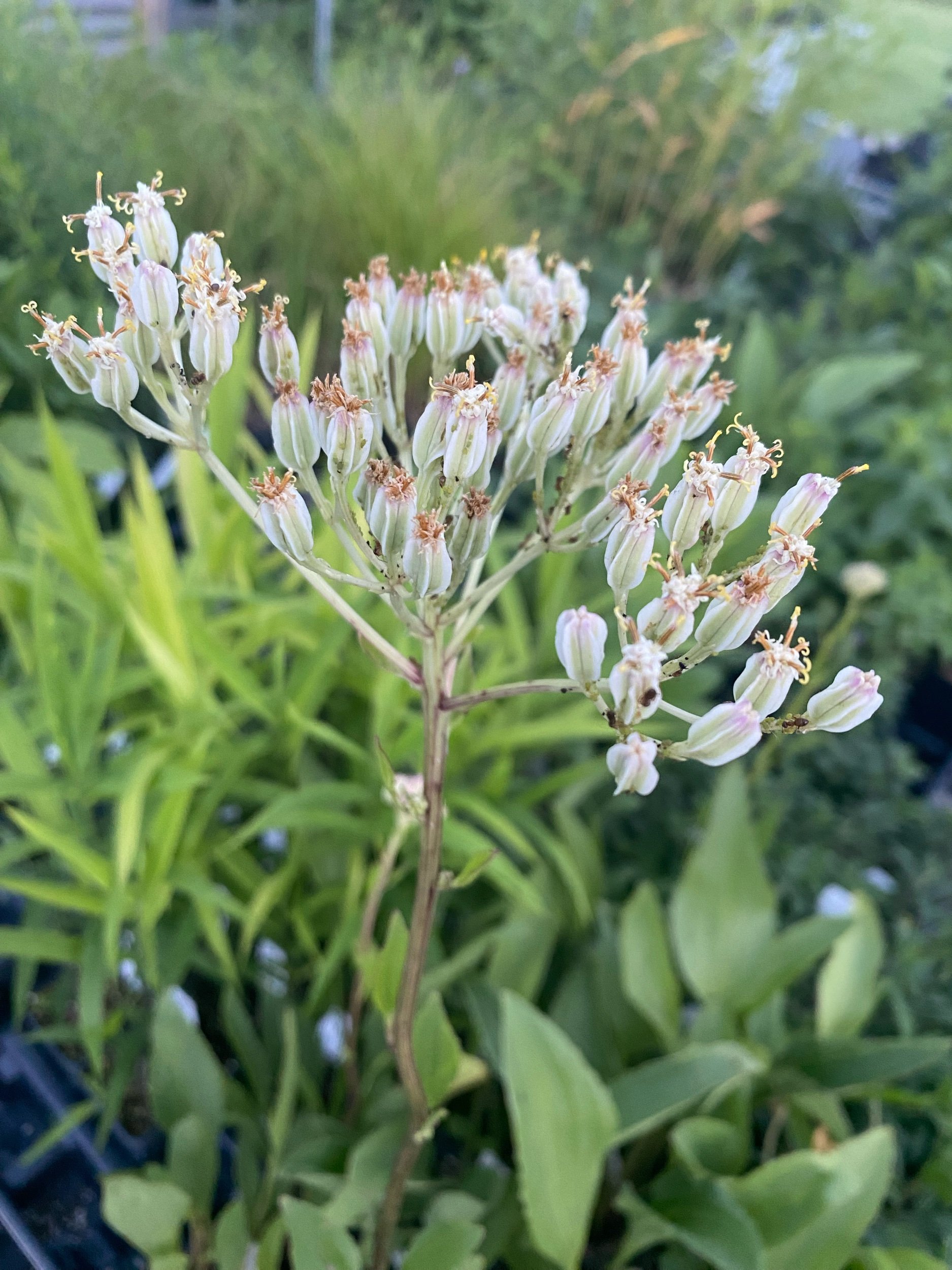 Indian plantain - Arnoglossum plantagineum