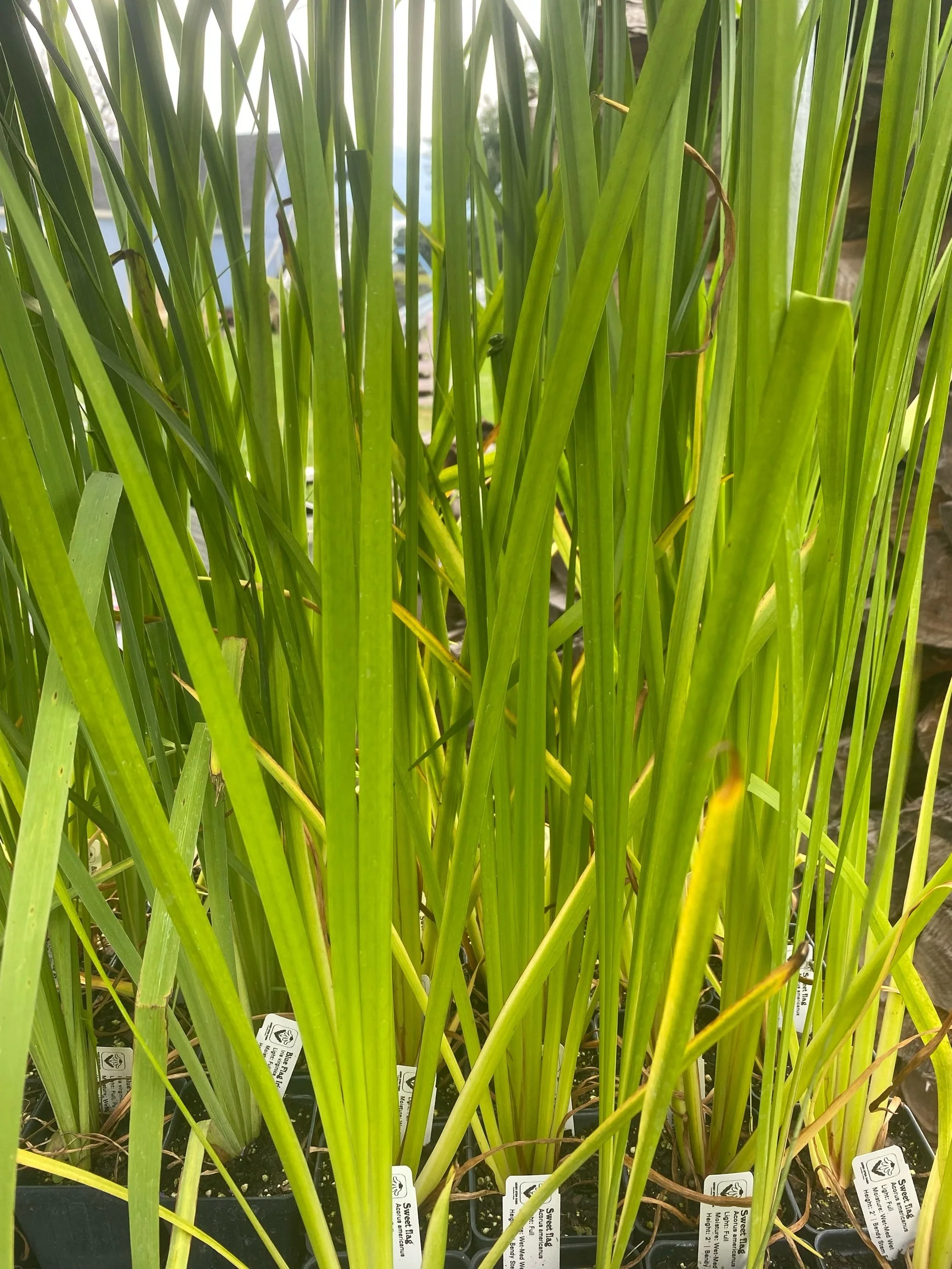 Sweet flag - Acorus americanus