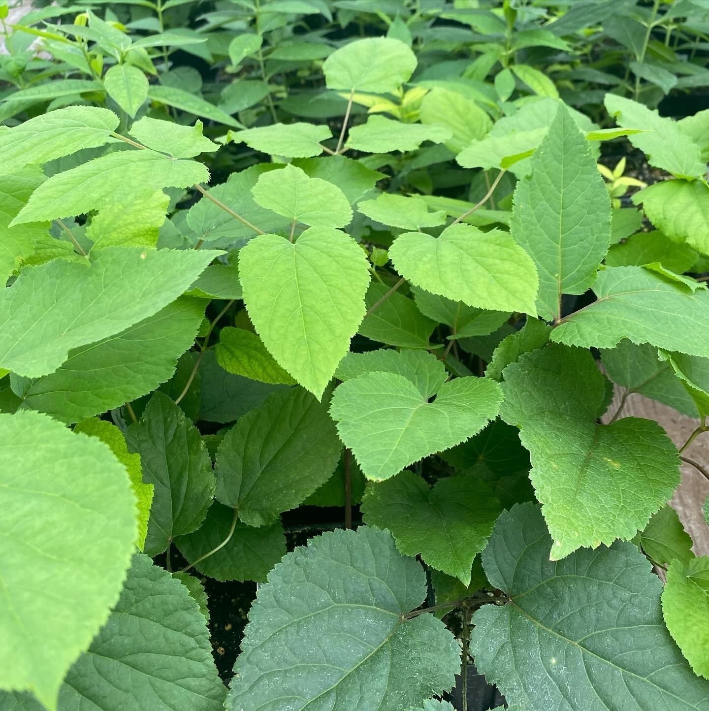 Spikenard - Aralia racemosa