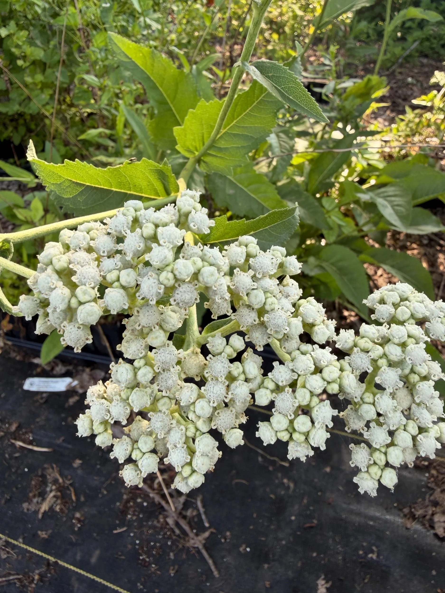 Wild Quinine - Parthenium integrifolium