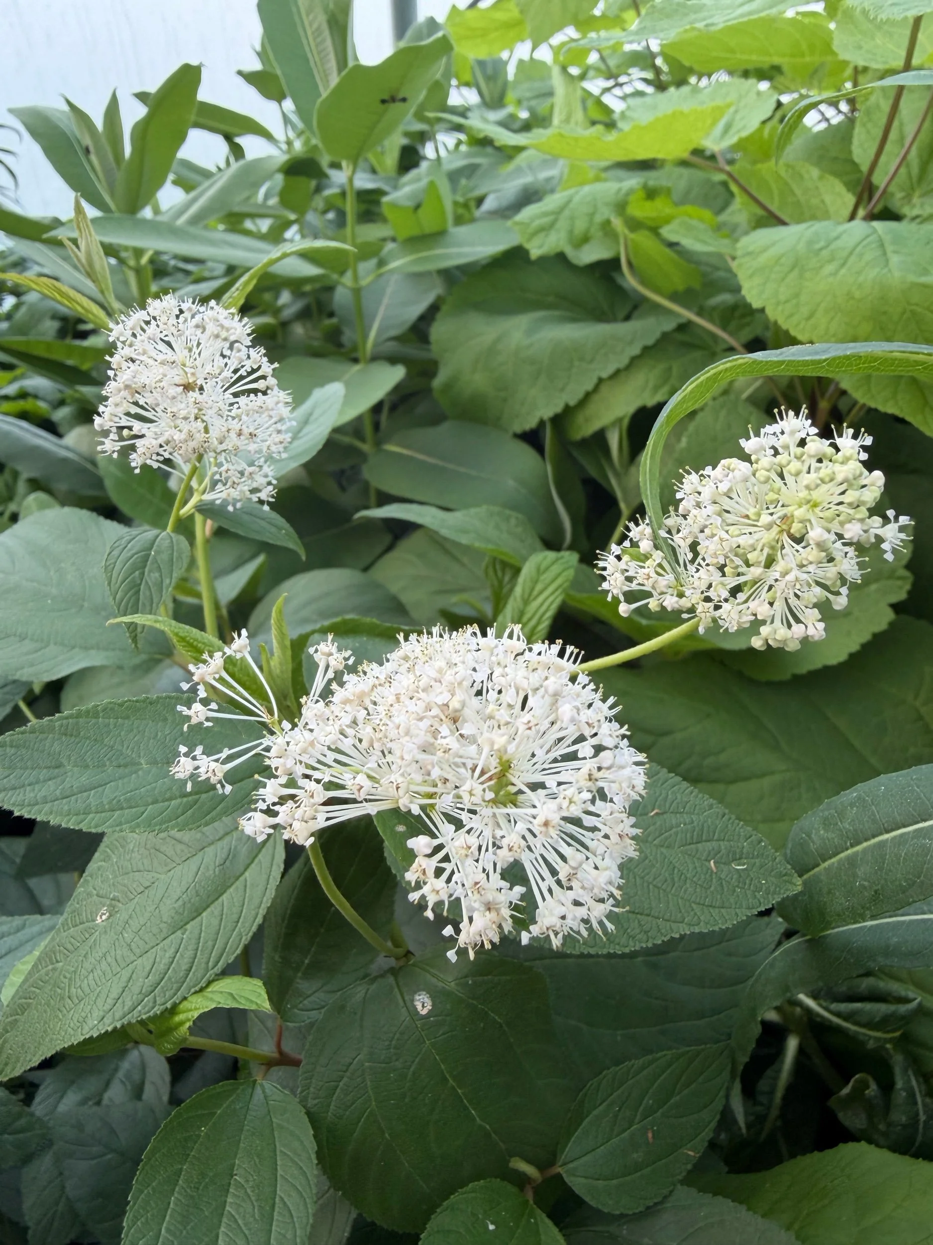 New Jersey Tea - Ceanothus americanus