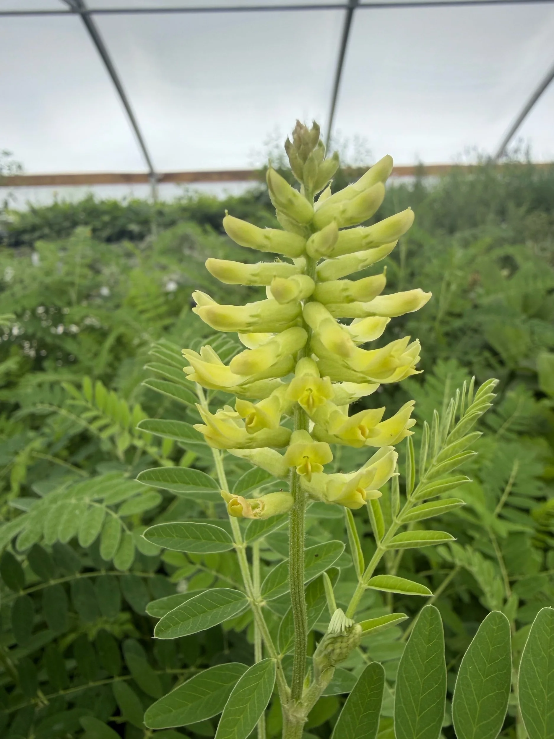 Canada Milk Vetch - Astragalus canadensis