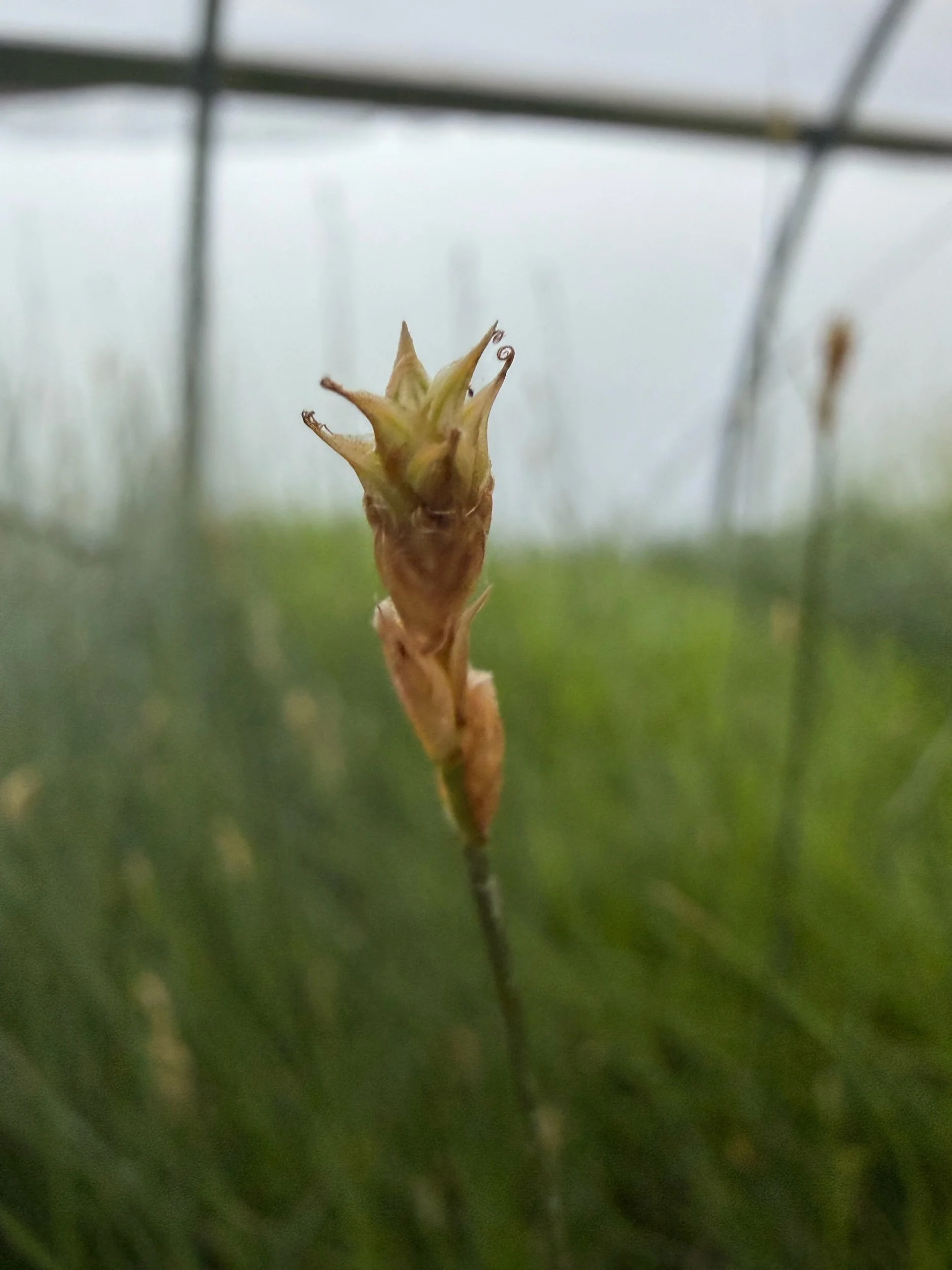 Bicknell's Sedge - Carex bicknellii
