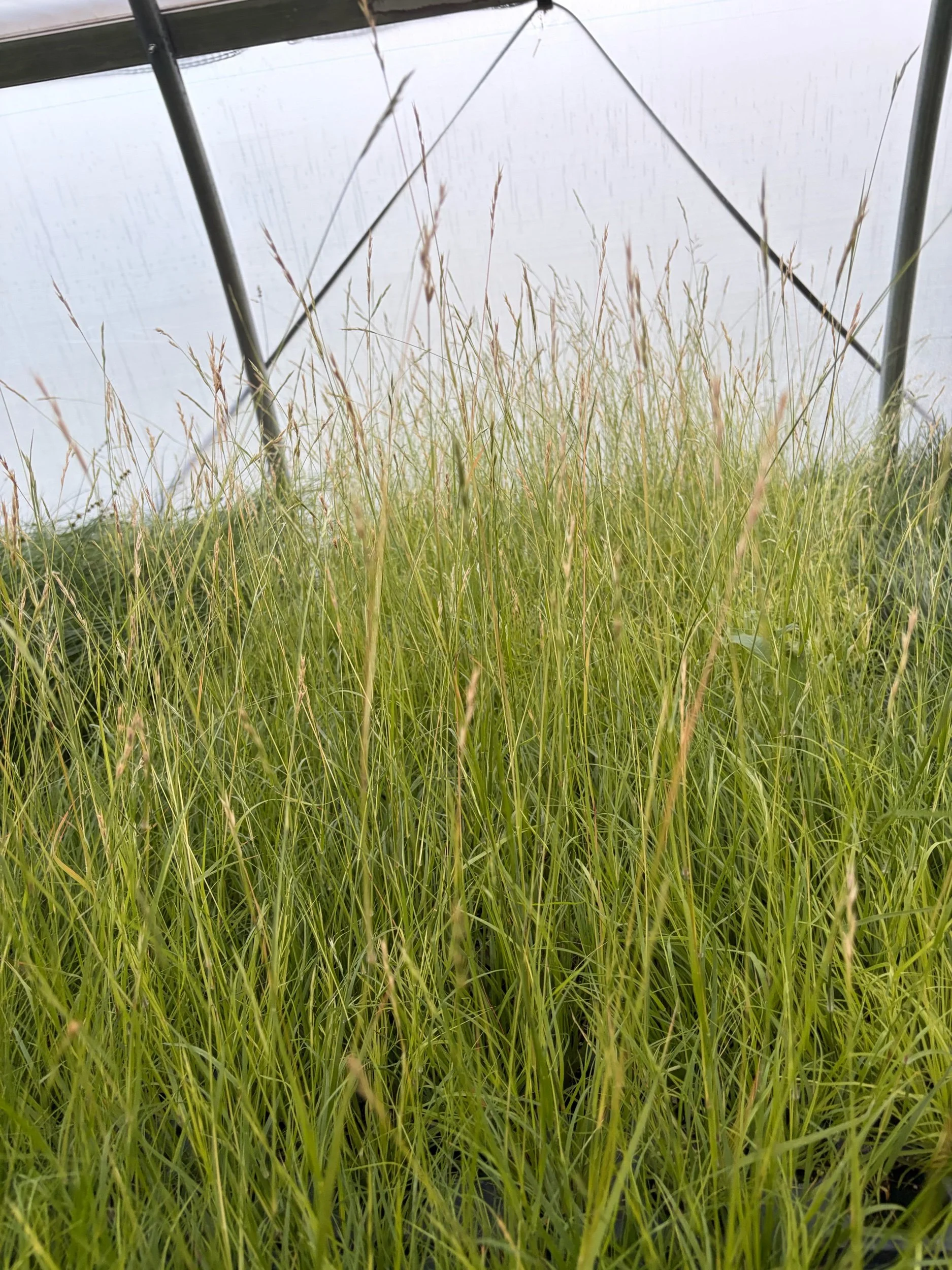 Poverty Oats - Danthonia spicata
