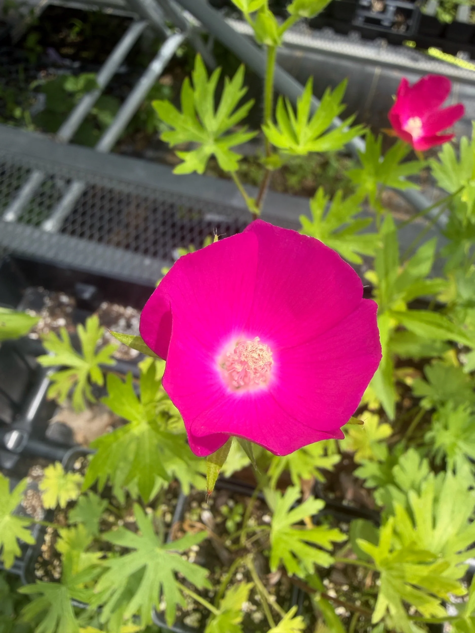 Purple Poppy Mallow - Callirhoe involucrata