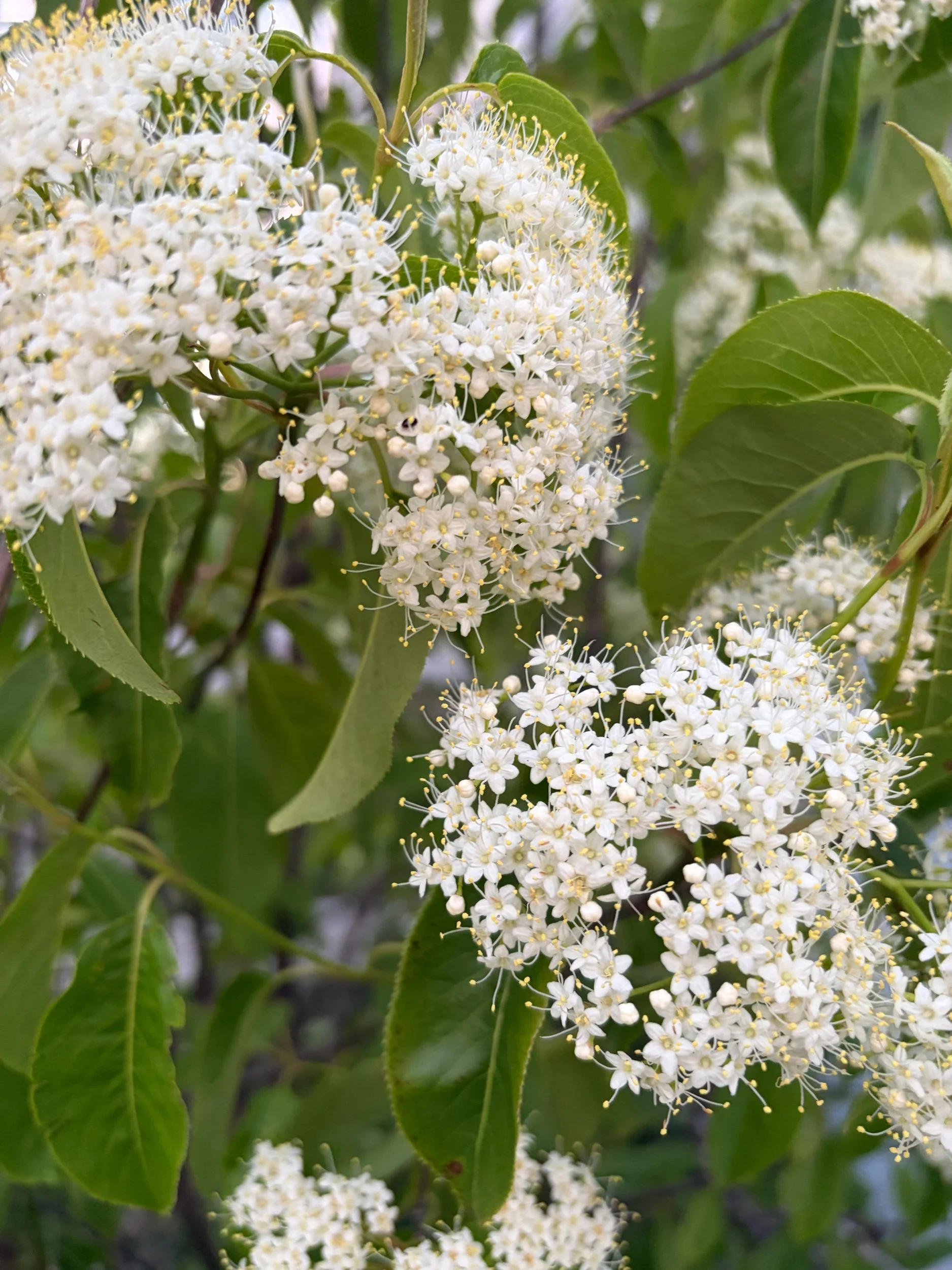 Nannyberry - Viburnum lentago