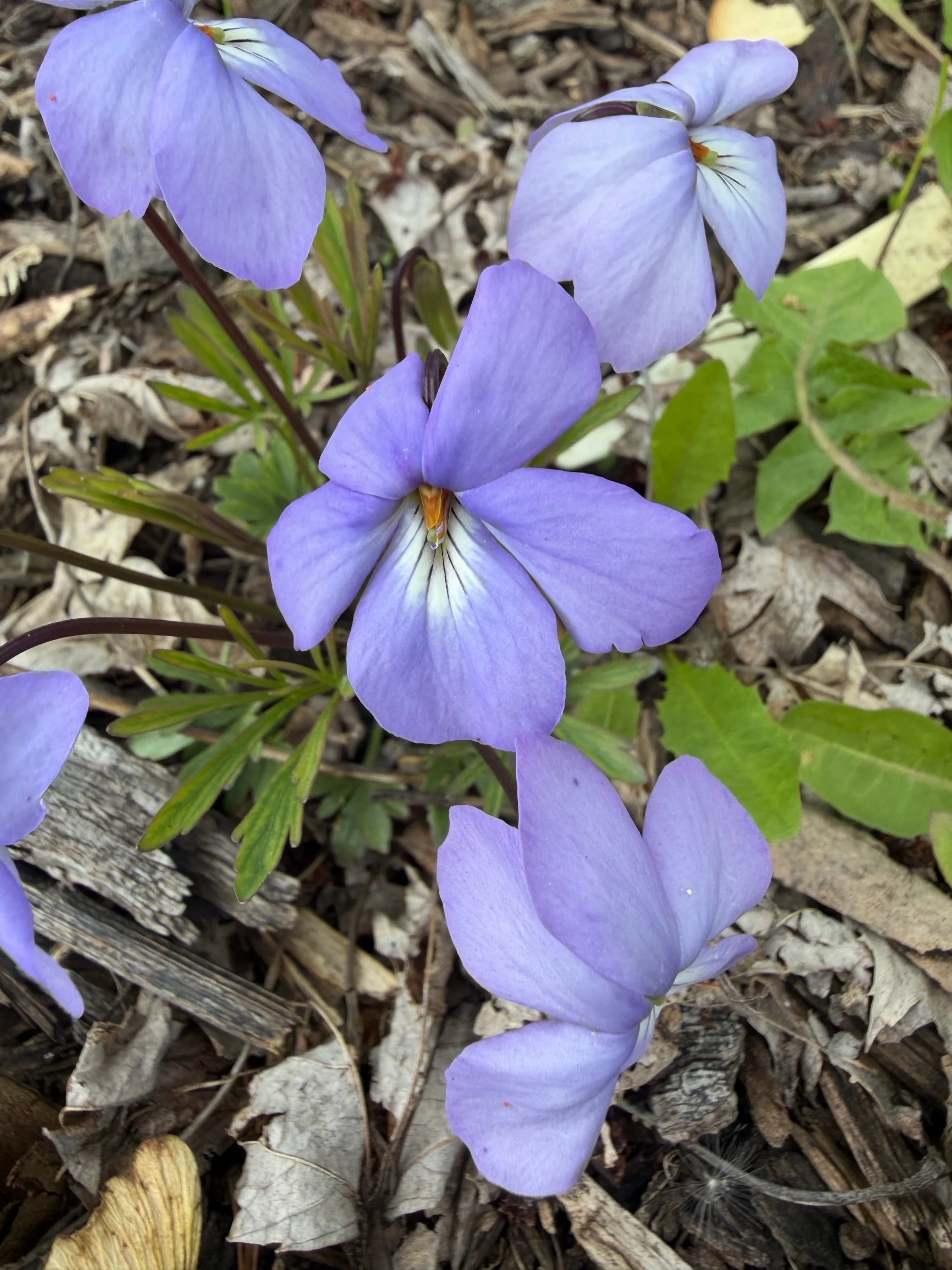 Bird's Foot Violet - Viola pedata