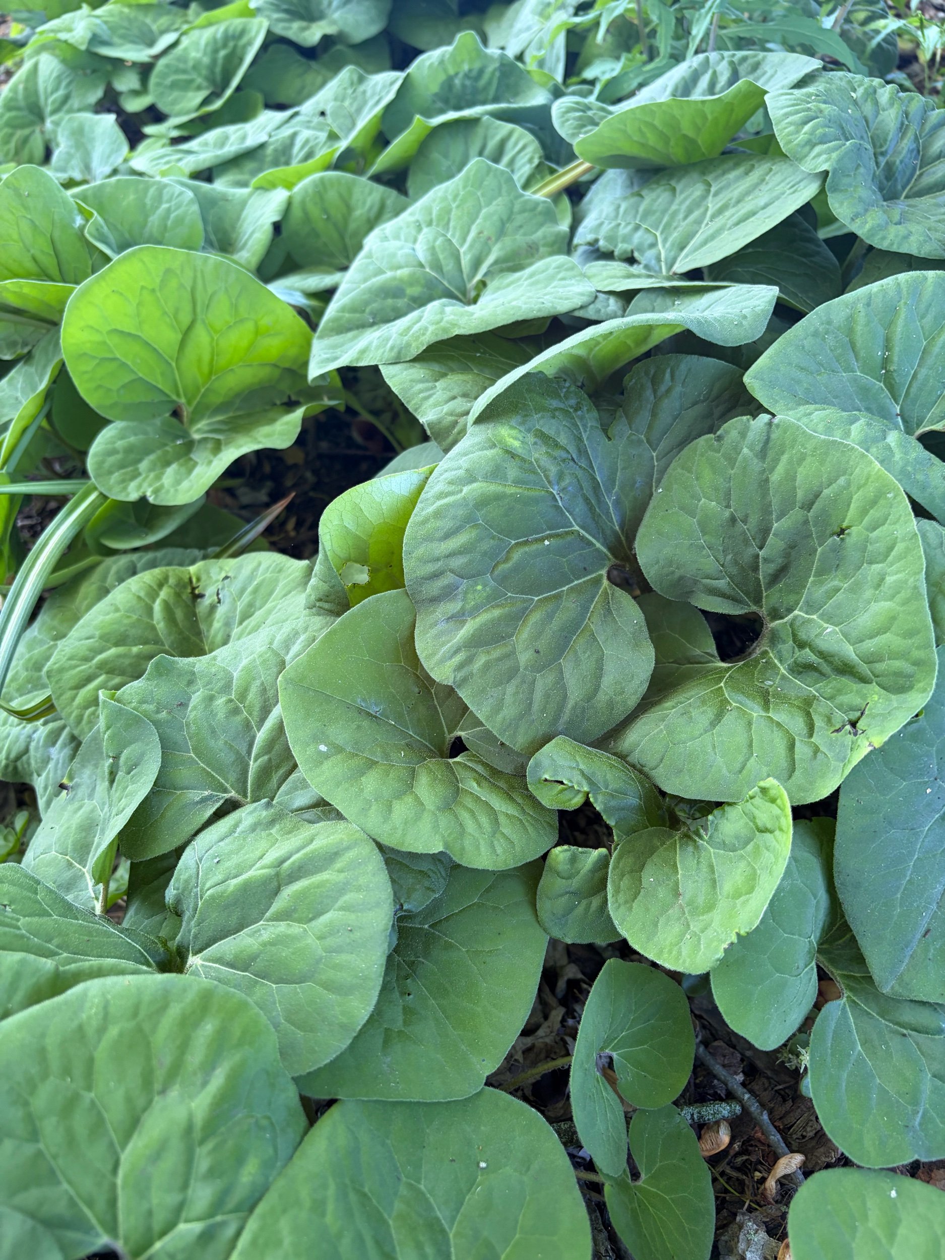 Wild Ginger - Asarum canadense