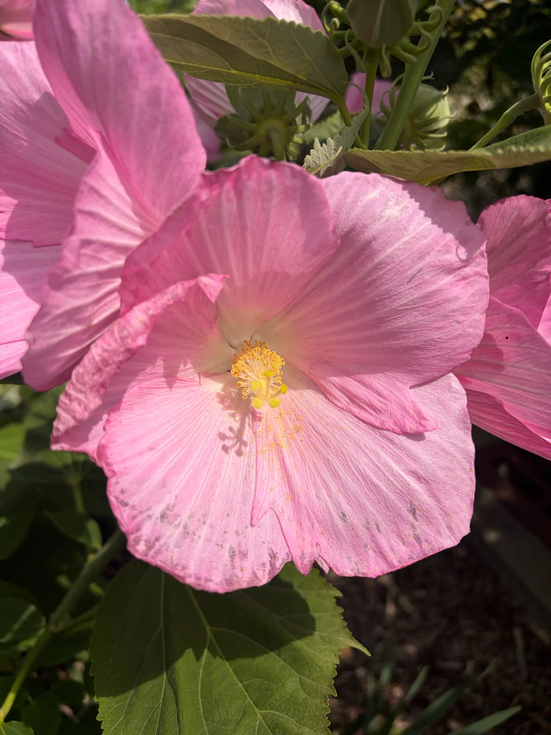 Swamp Rose Mallow - Hibiscus moscheutos