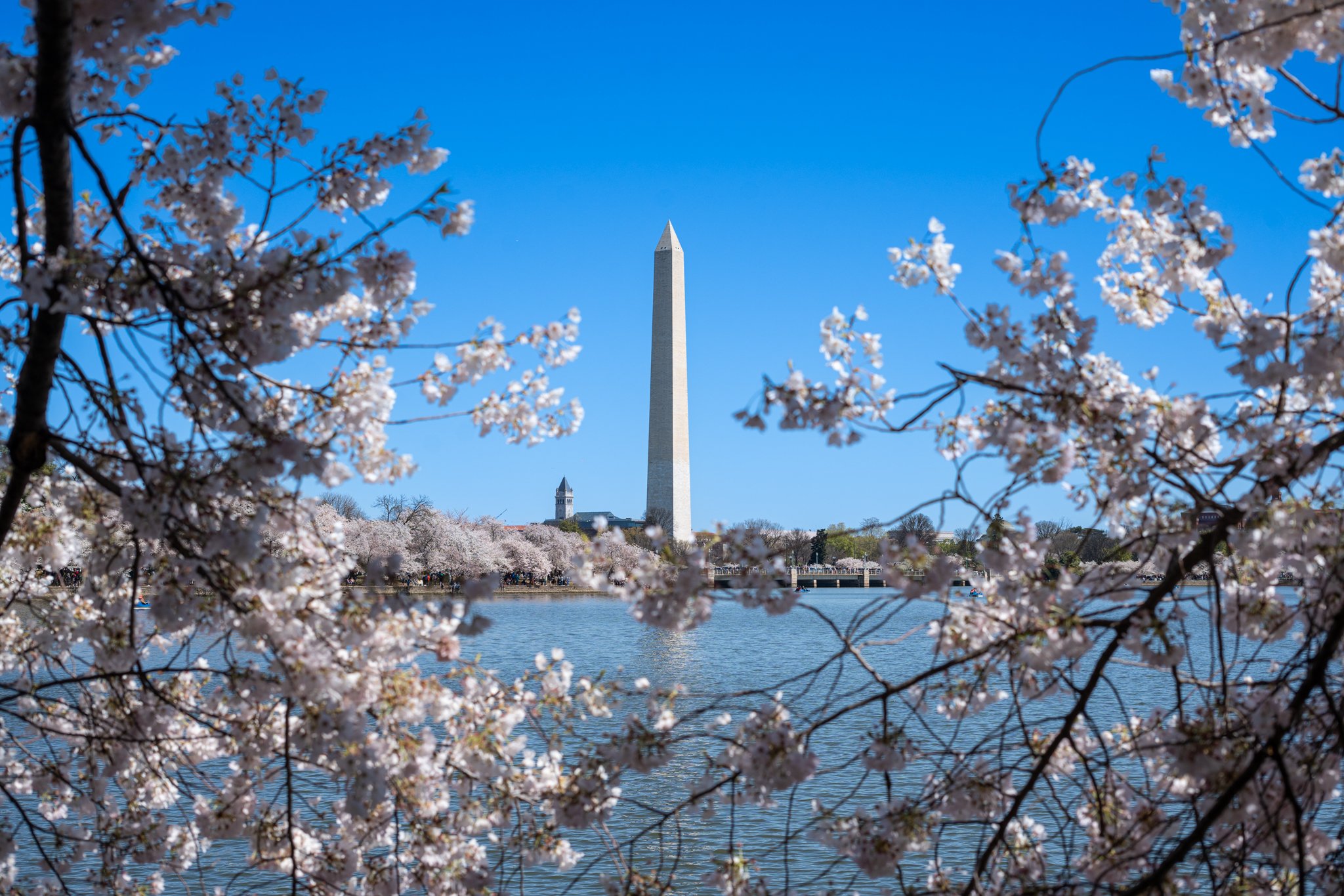 cherryblossoms3_24_24-36.jpg