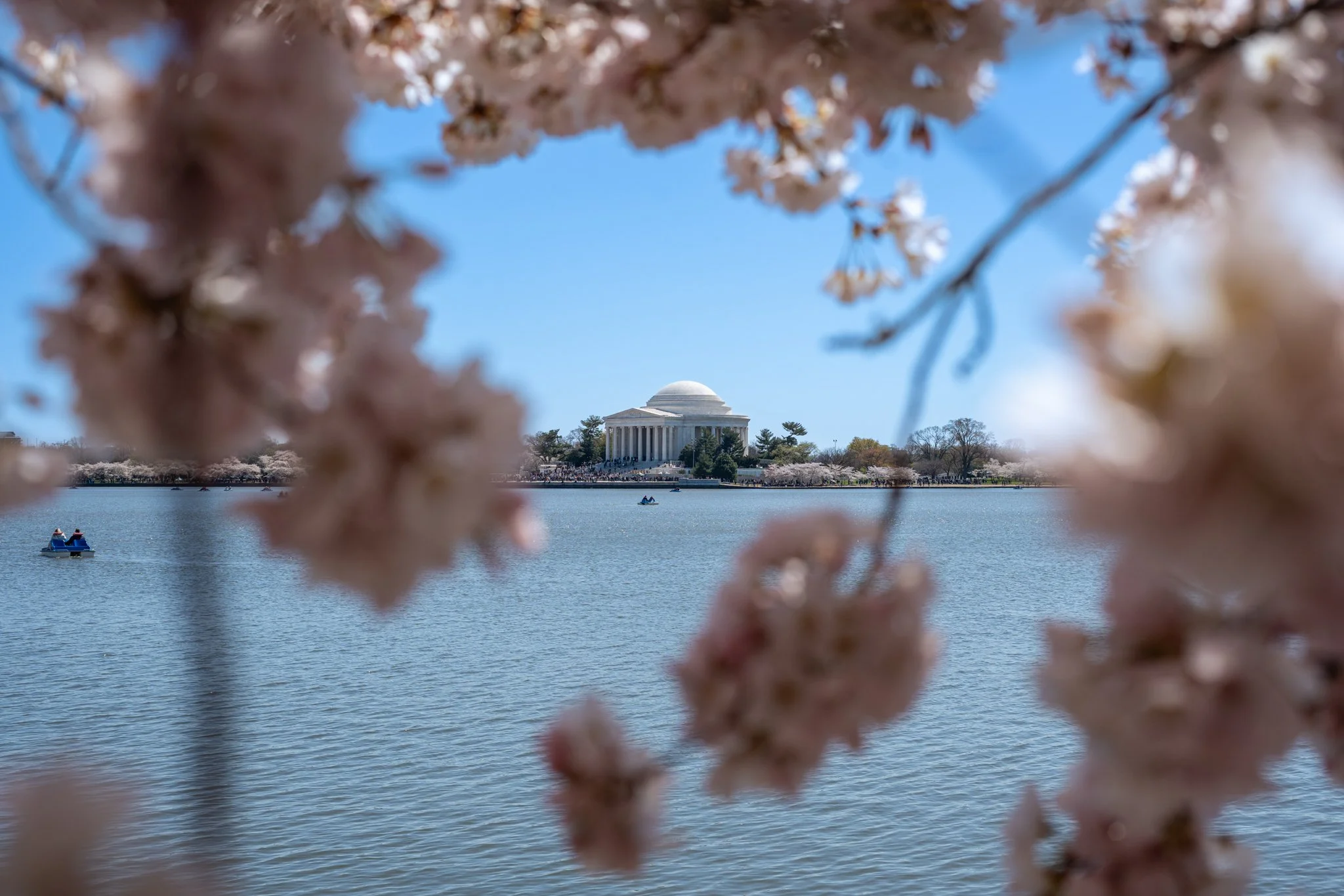 cherryblossoms3_24_24-55.jpg