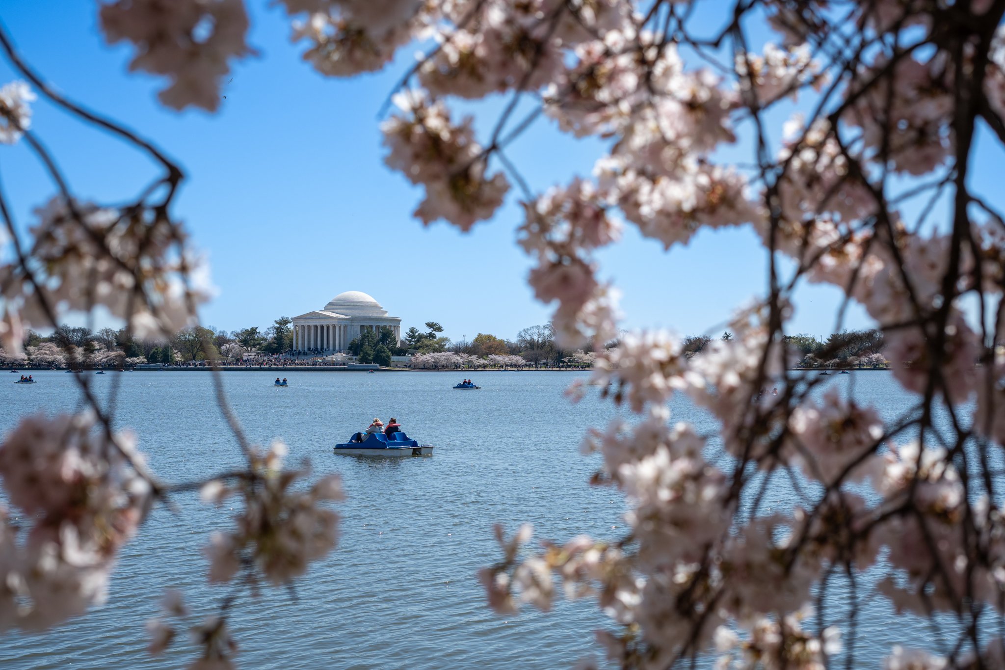 cherryblossoms3_24_24-53.jpg