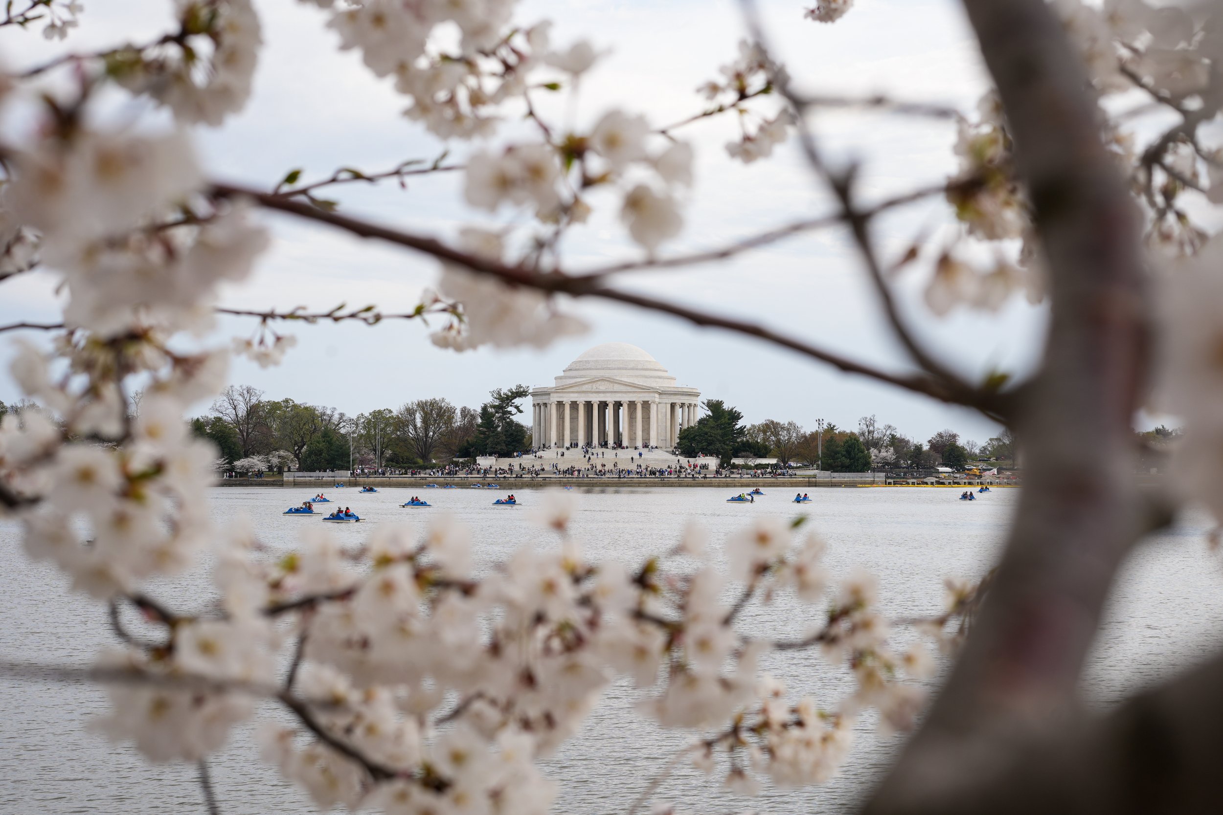 cherryblossoms3_28_25-03.jpg