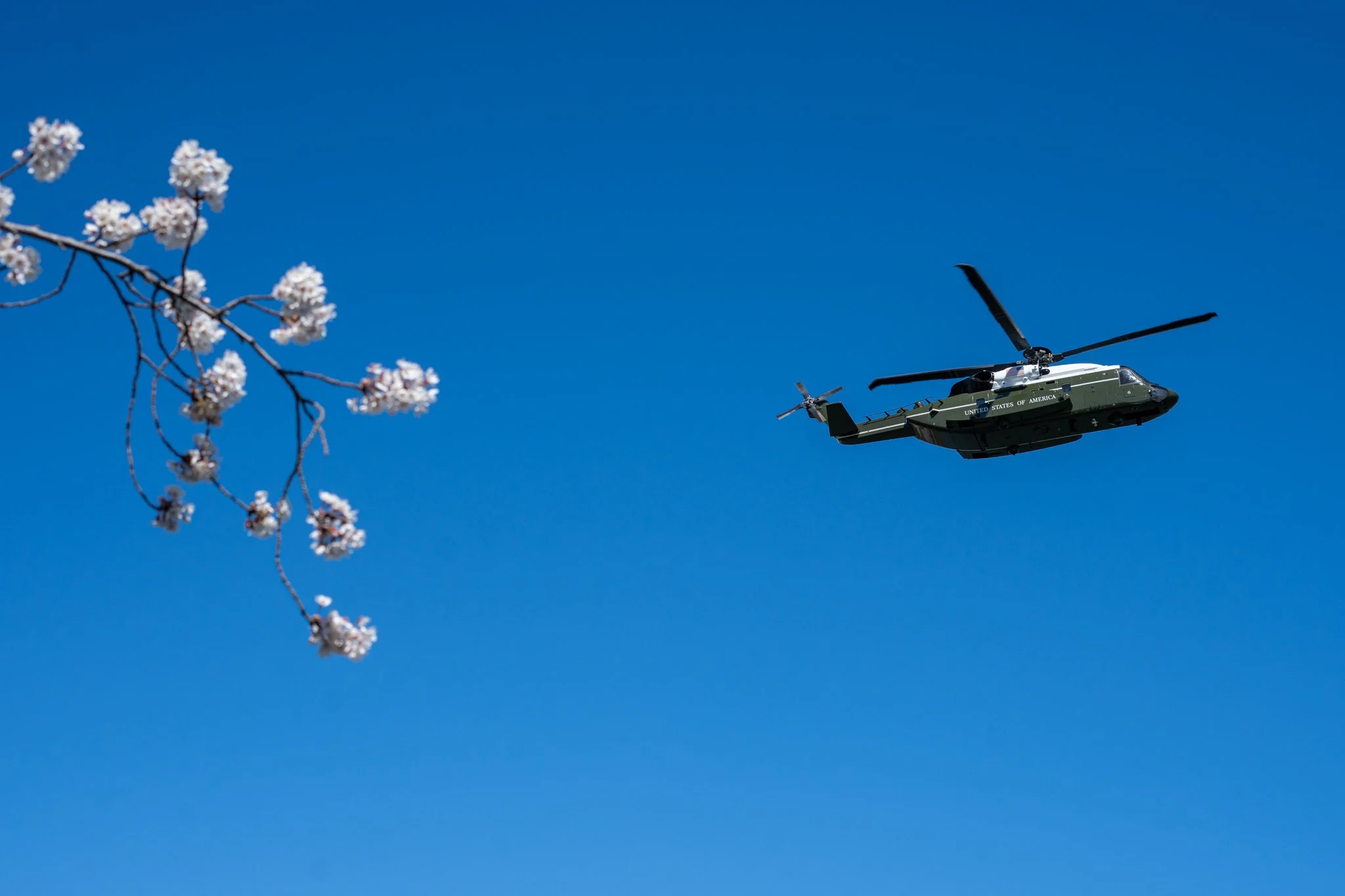 cherryblossoms3_24_24-34.jpg