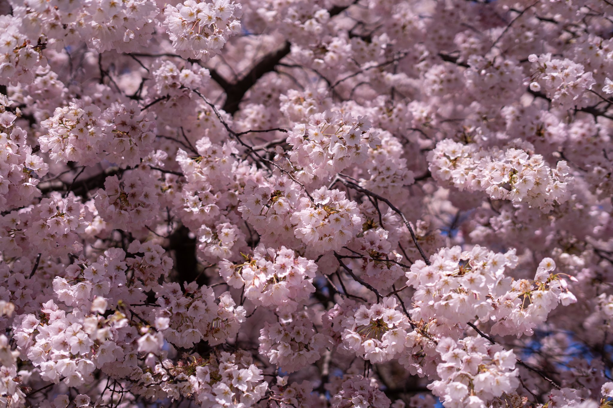 cherryblossoms3_24_24-14.jpg