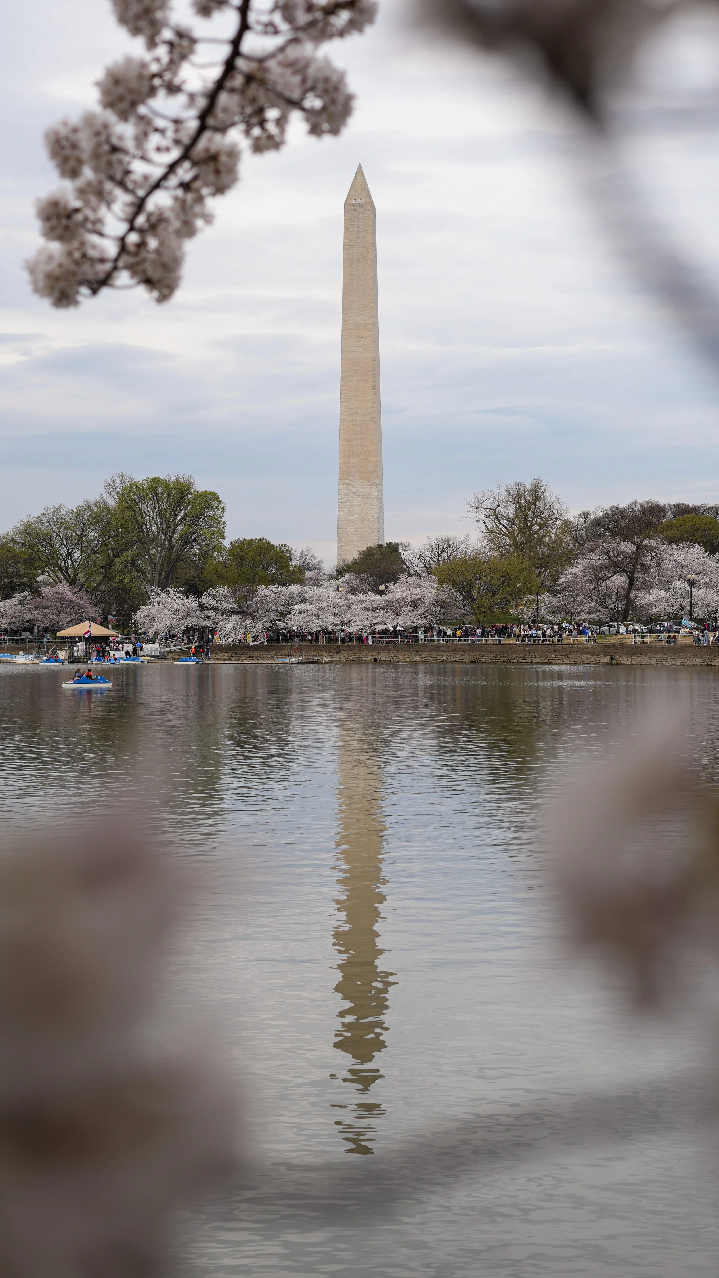 cherryblossoms3_28_25-11.jpg