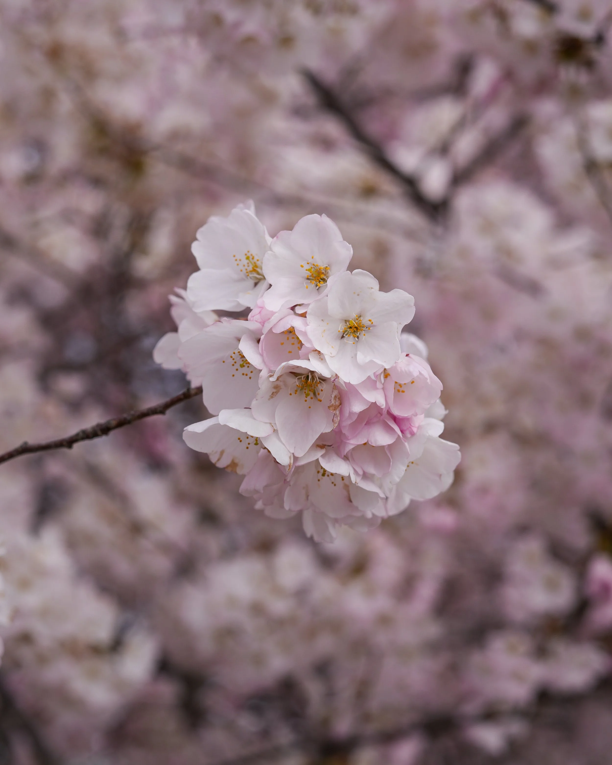 cherryblossoms3_28_25-07.jpg