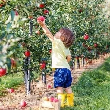 Apple Picking at Perry Lowe Orchards