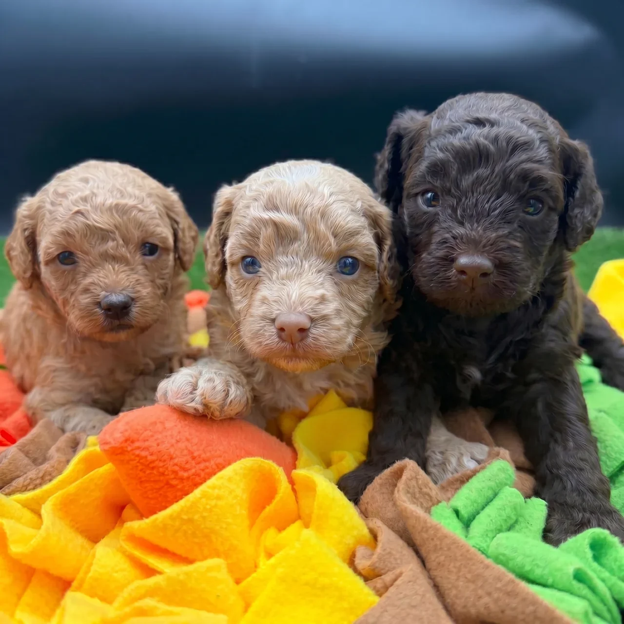 Poodle Family – 3 Puppies Available for Reservation