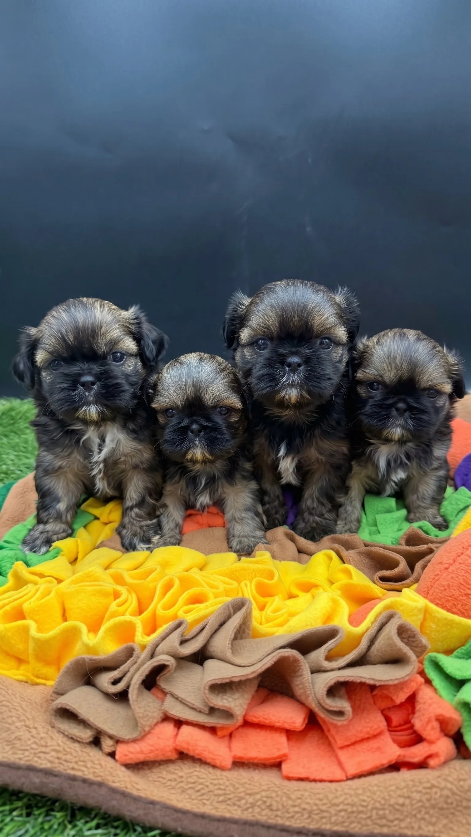 Imperial Shih Tzu Puppies – Available