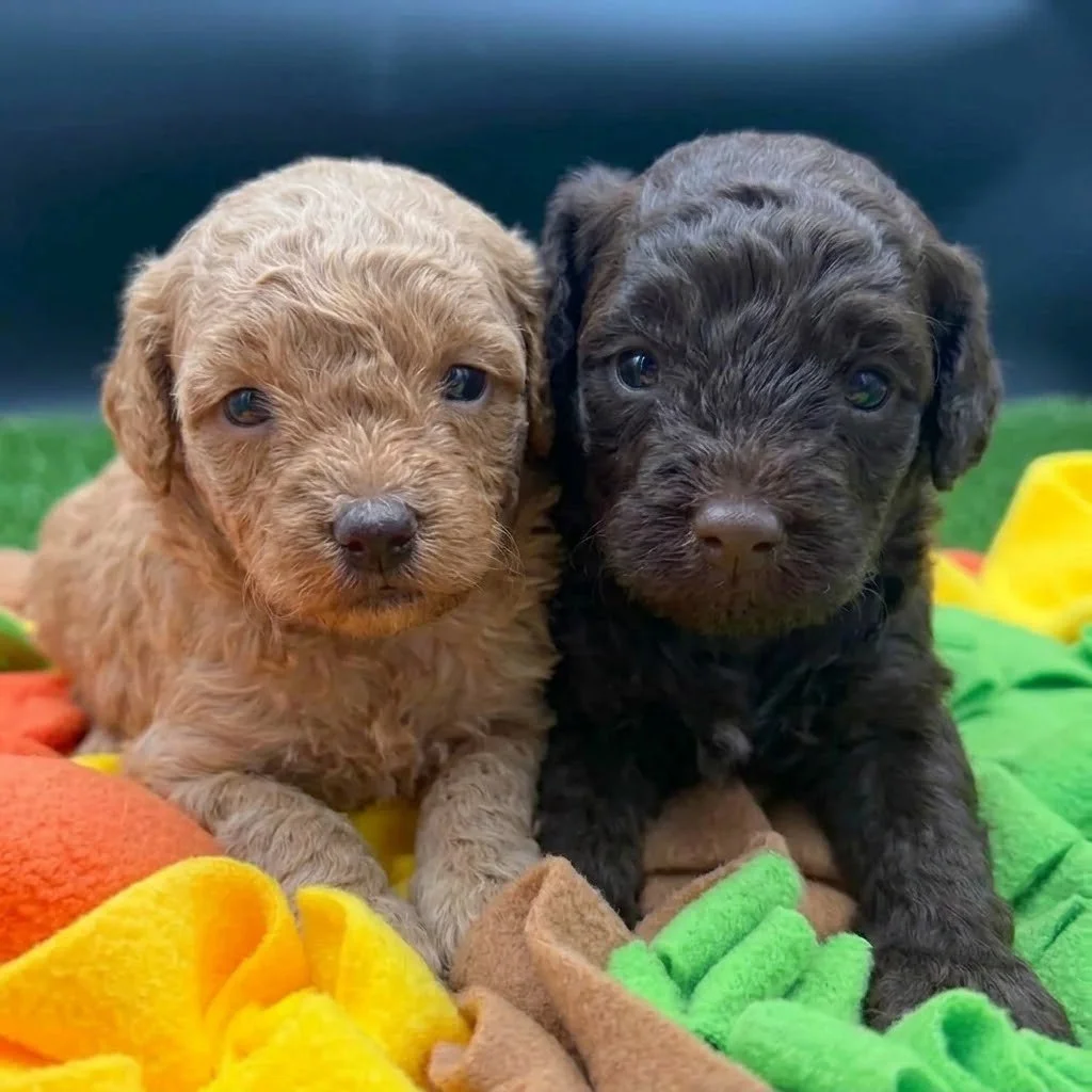 Two Poodle puppies available for reservation, one apricot female and one brown male, with curly coats, adorable expressions, and playful personalities in a loving family environment.