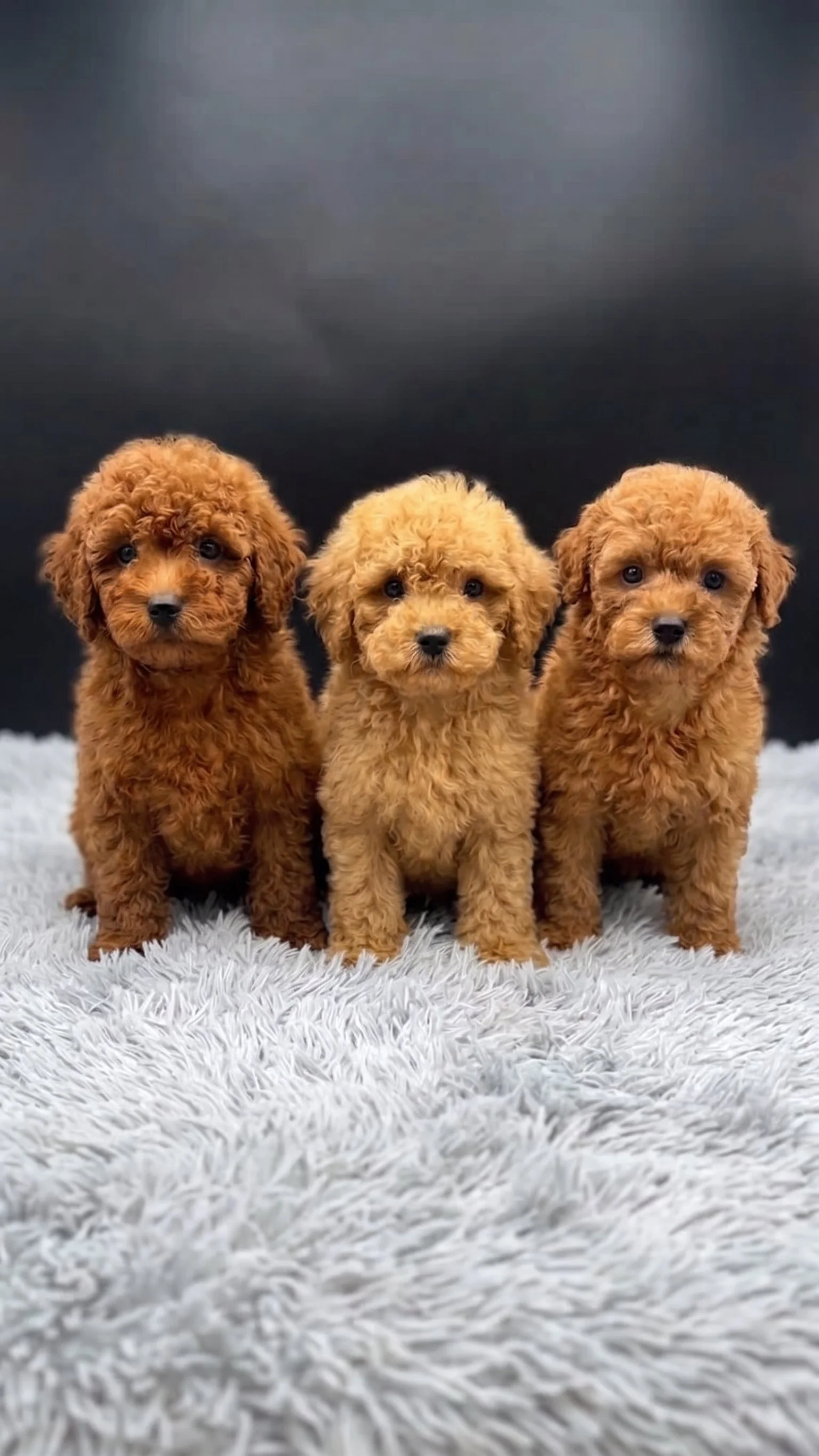 Red Miniature Poodle Puppies – Males Available