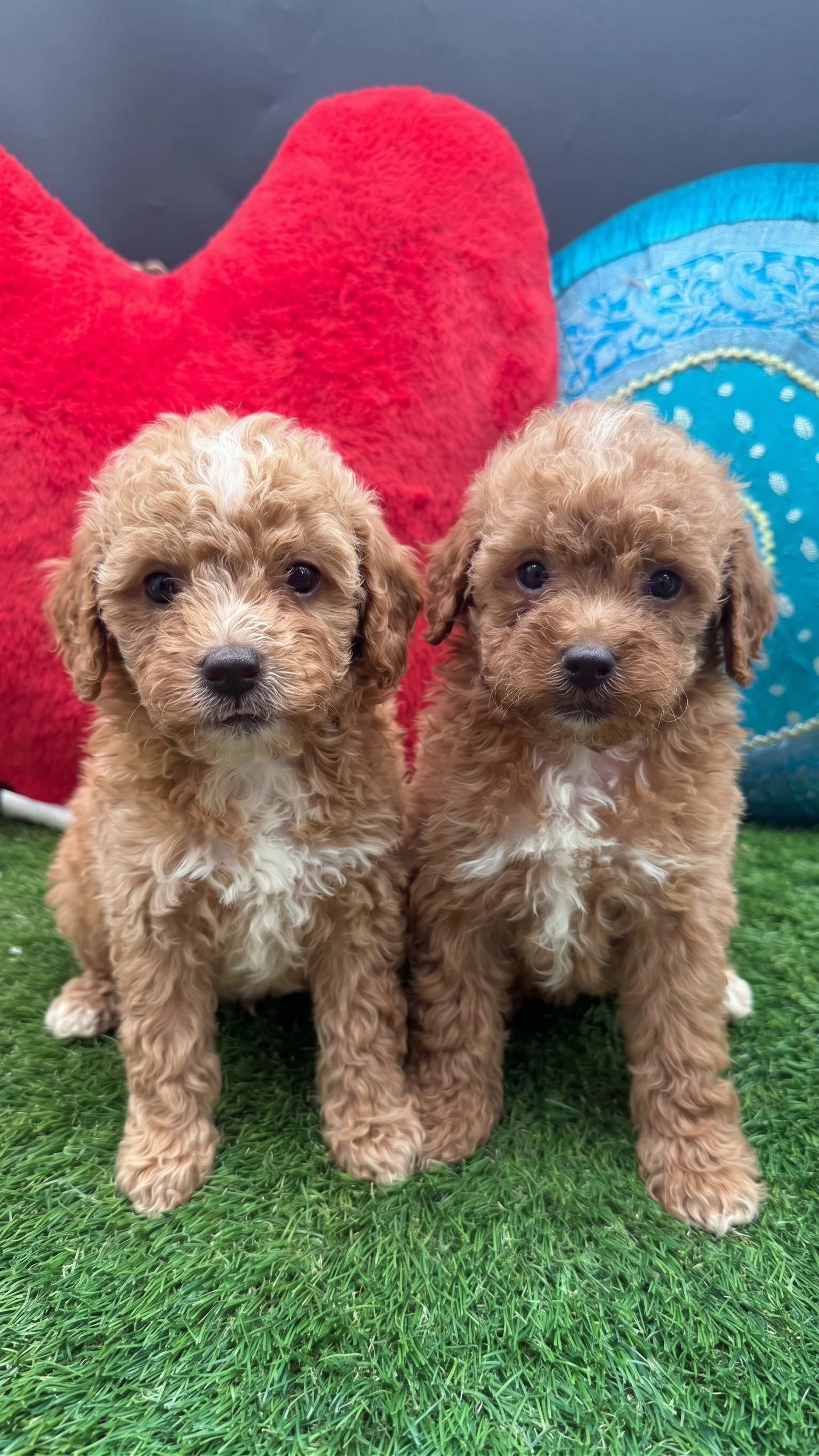 Deux chiots caniches miniatures bicolores de couleur abricot et blanc, assis de face l'un à côté de l'autre sur du gazon synthétique vert.