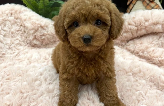 Caniche Toy ou Caniche Miniature: choisir avec le cœur, pour la bonne famille