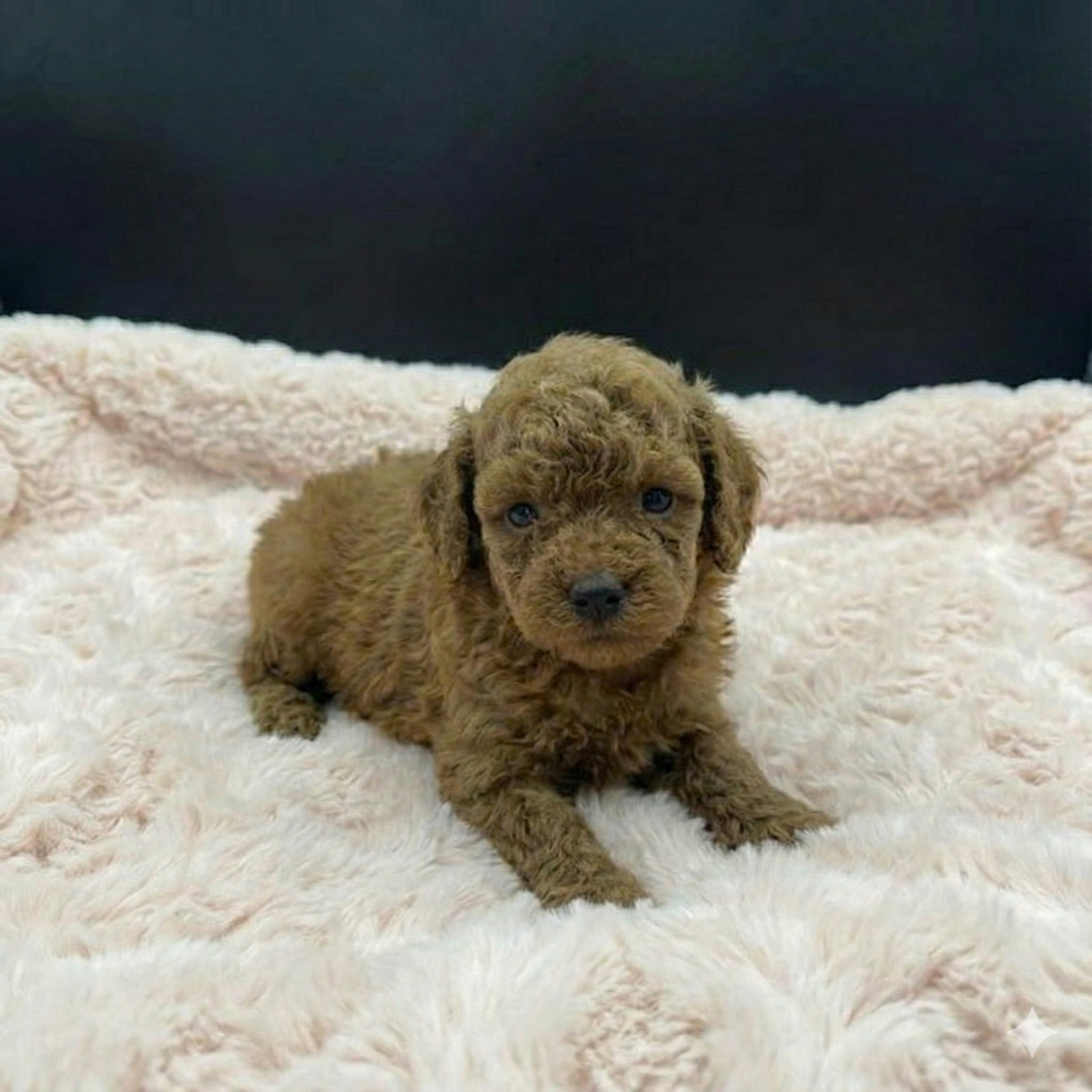 À quoi s’attendre durant les 7 premiers jours avec votre chiot(Caniche Toy et Shih Tzu impérial à Montréal)