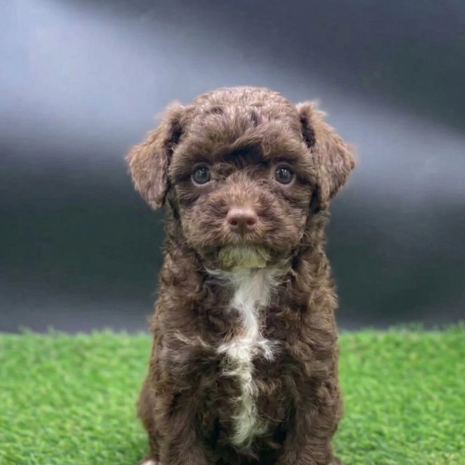 Female toy poodle puppy sitting on bright green grass, including a light apricot puppy with one blue eye, a red puppy, and a brown tuxedo puppy.