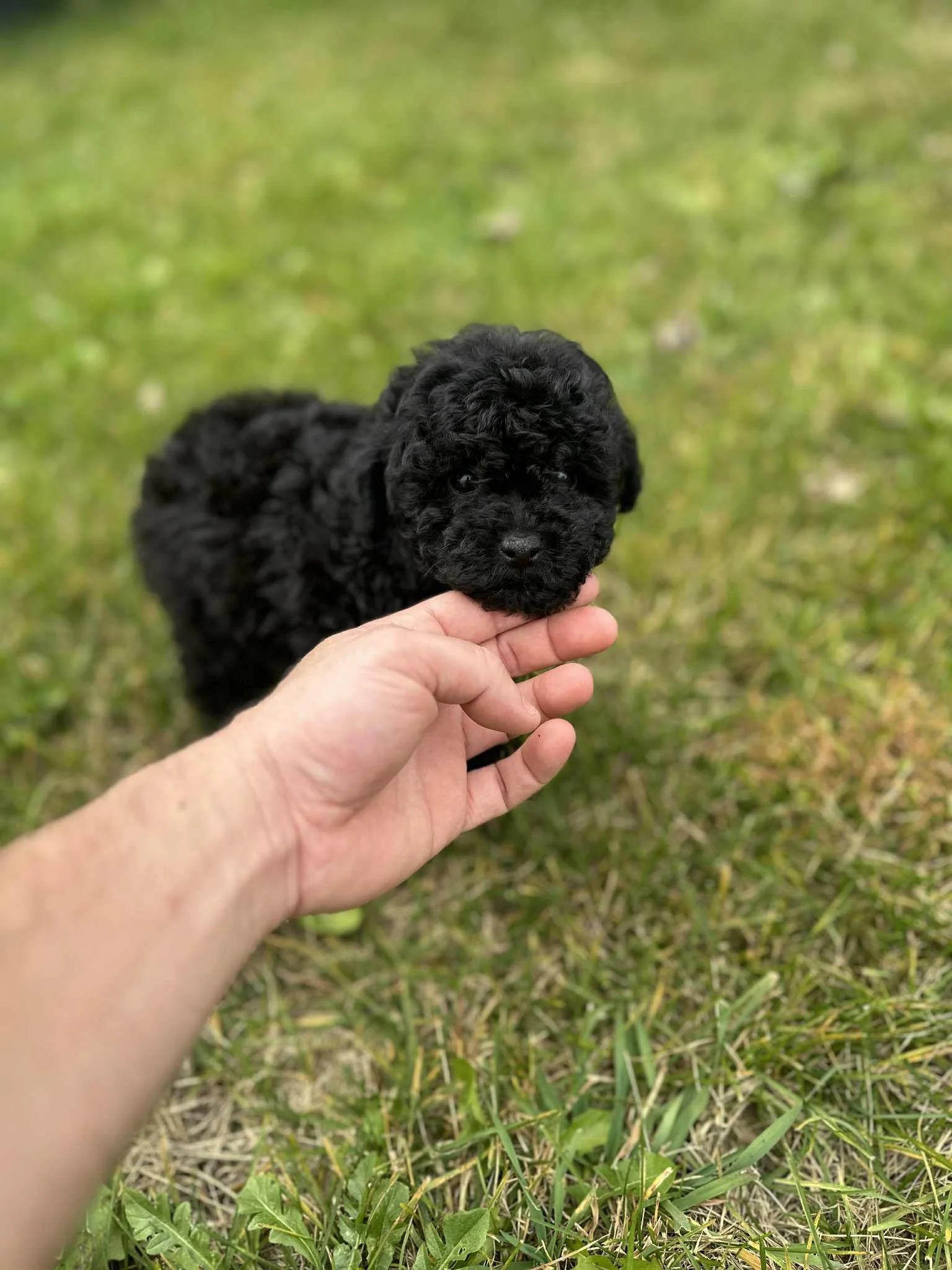 poodle puppy montreal.jpg