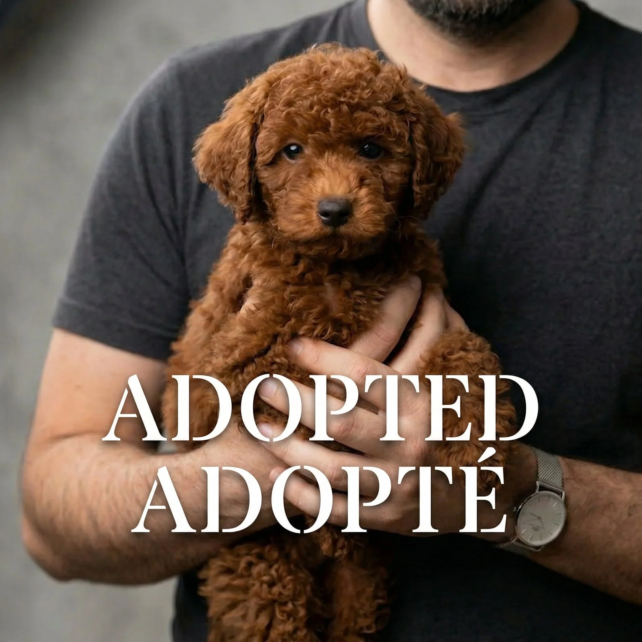 Small red male mini toy poodle puppy with a curly coat, sitting on a soft neutral blanket, looking calmly at the camera.