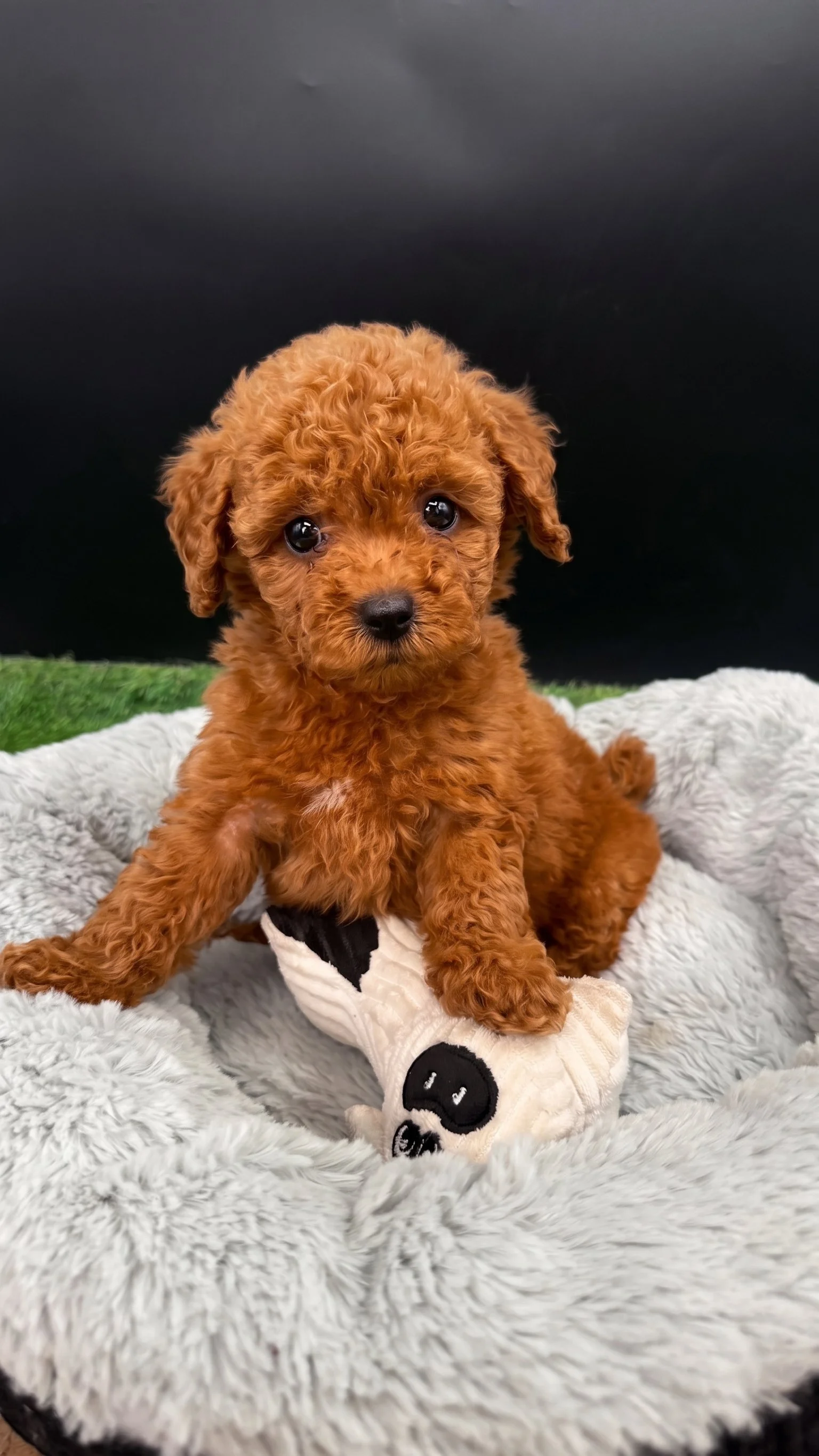 Mâle Caniche Toy Roux Compact – Disponible