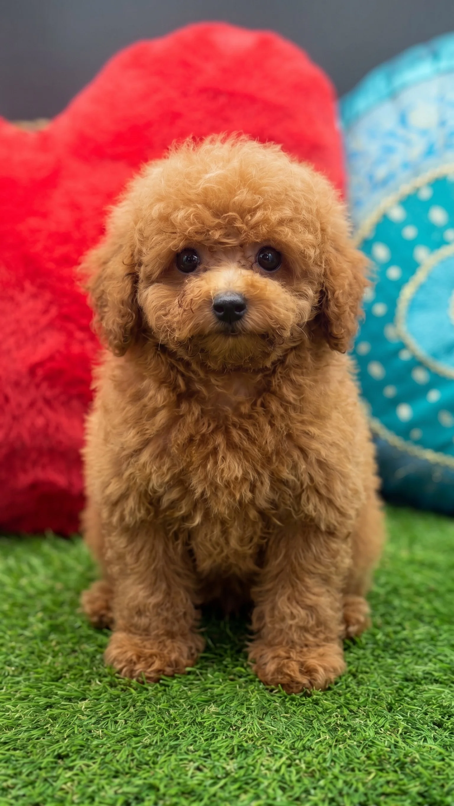 An adorable female tiny toy apricot poodle puppy sitting forward-facing on green artificial grass, looking directly into the camera with expressive eyes.
