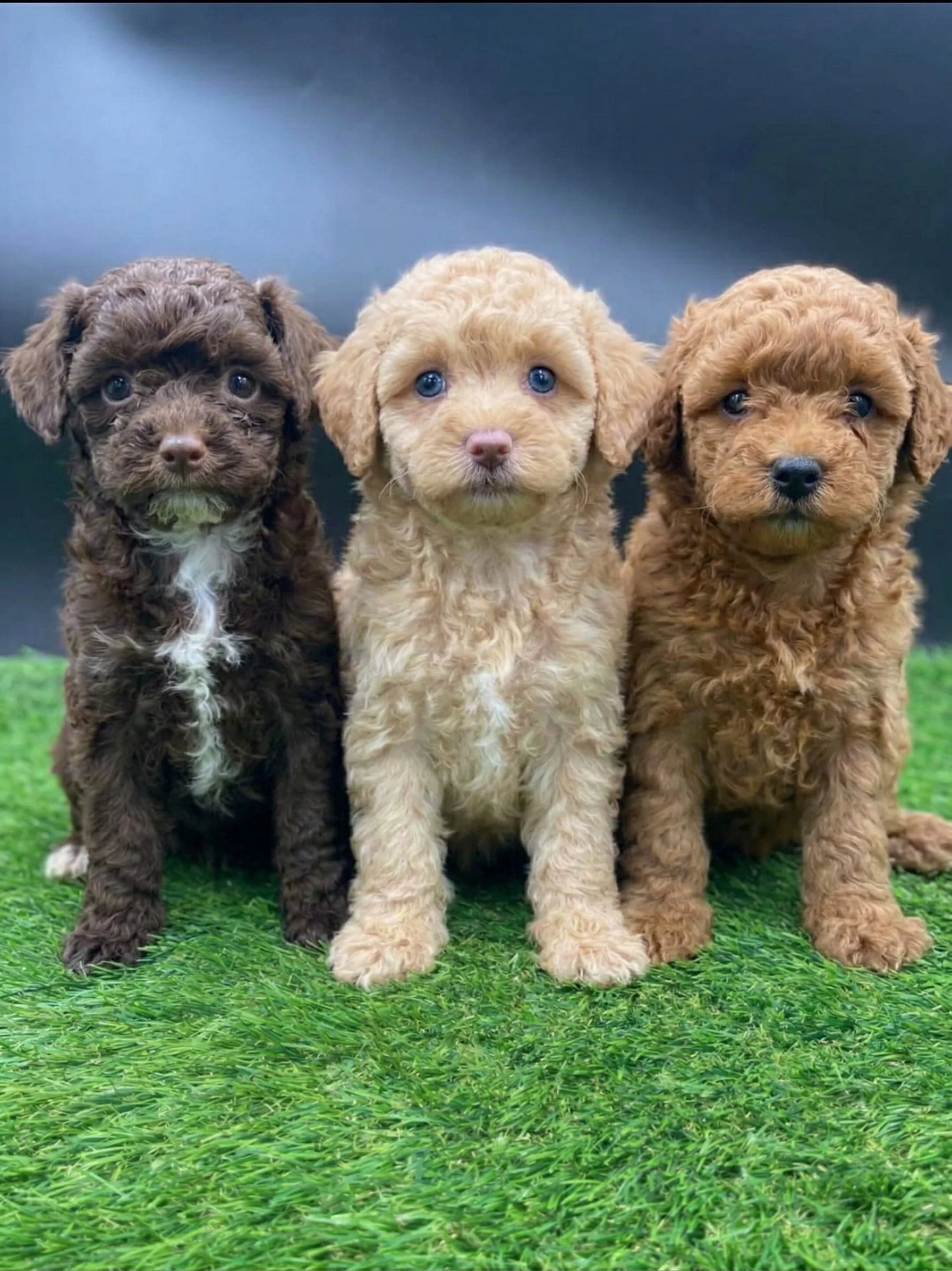 Three female toy poodle puppies sitting on bright green grass, including a light apricot puppy with one blue eye, a red puppy, and a brown tuxedo puppy.