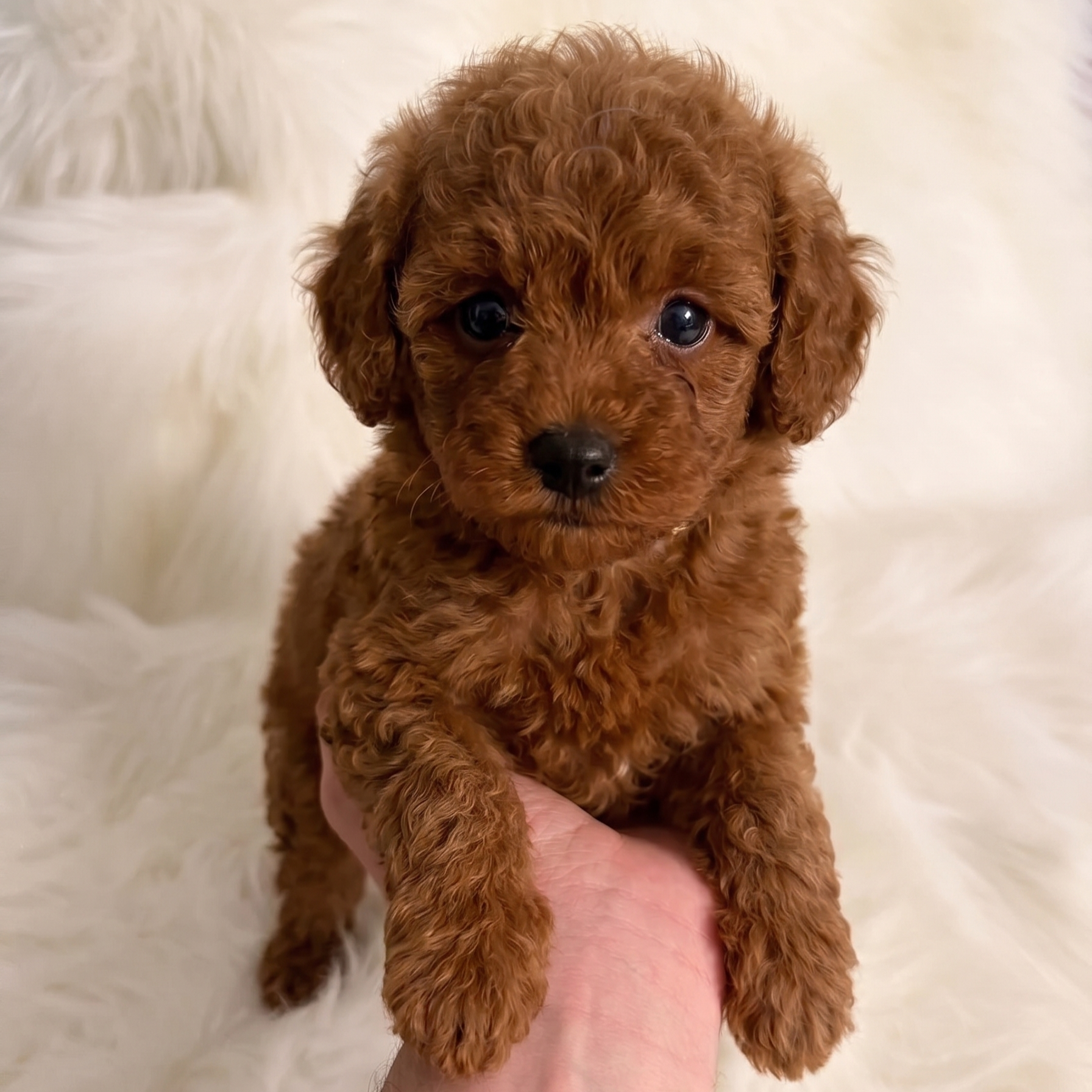 A small, fluffy red toy poodle puppy being held gently in a person's hand against a soft, white faux-fur background. The puppy has curly, well-groomed mahogany-colored fur, dark button eyes, and a small black nose, looking directly at the camera with