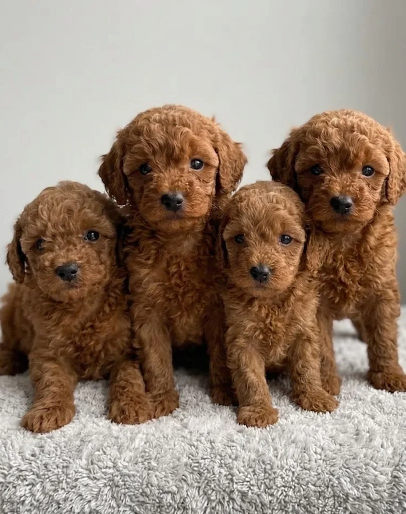 Apricot Toy/Miniature Poodle Family – 2 Females and 2 Males Available