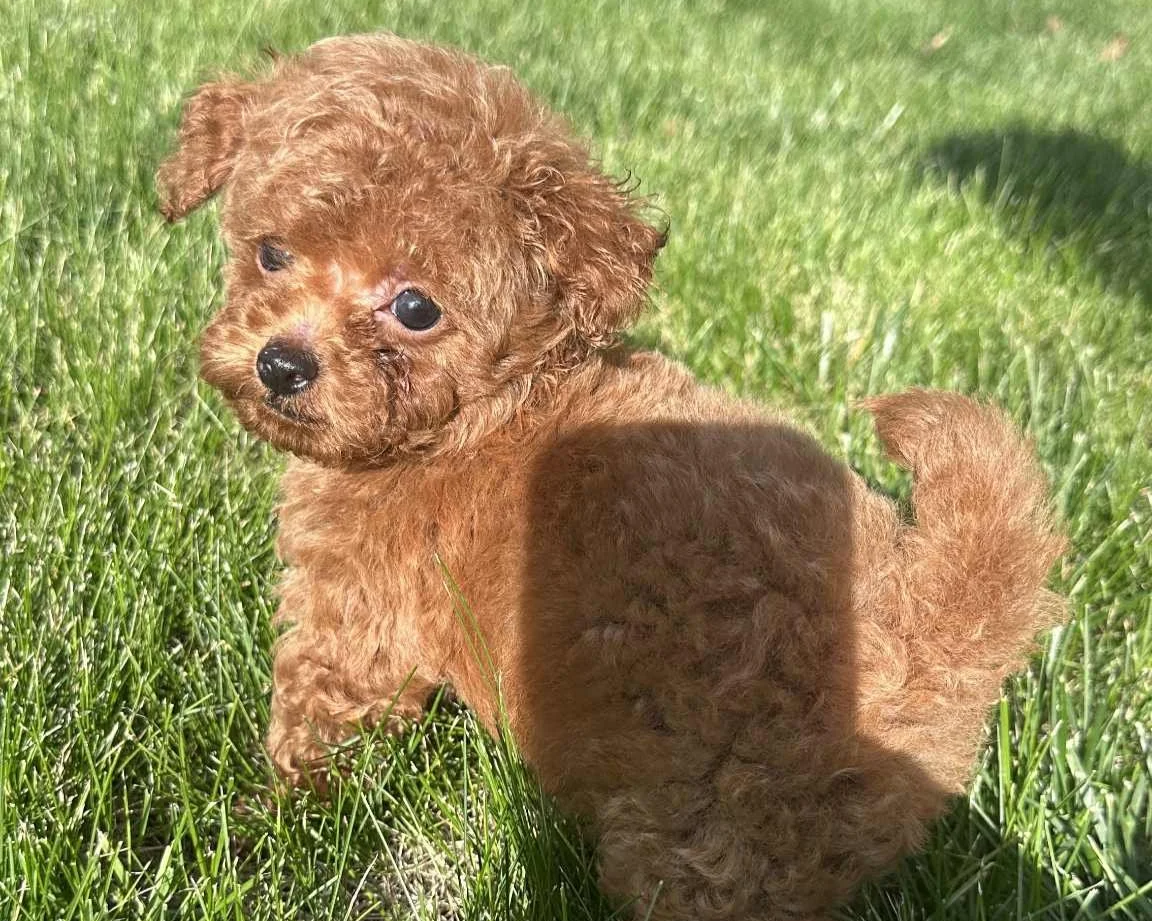 roselyne_teacup_poodle_april21_2025.png